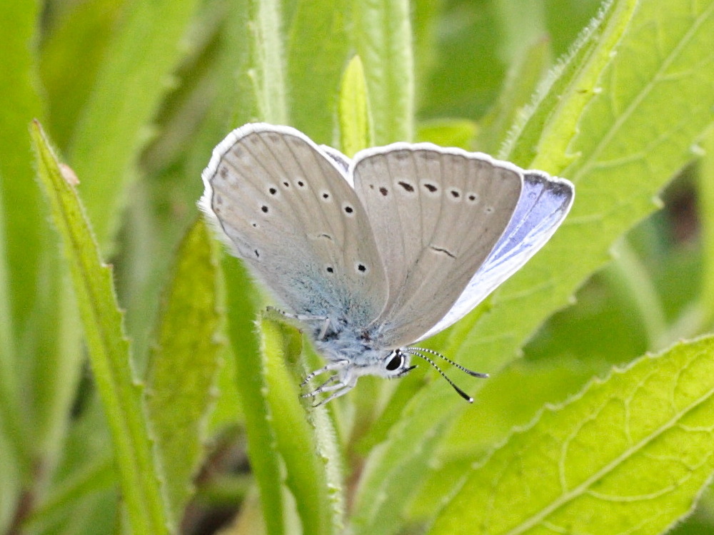 meleageria_daphnis1md