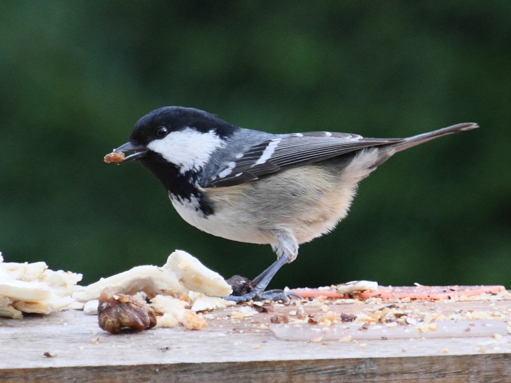 mesange_noire_-_periparus_ater4md