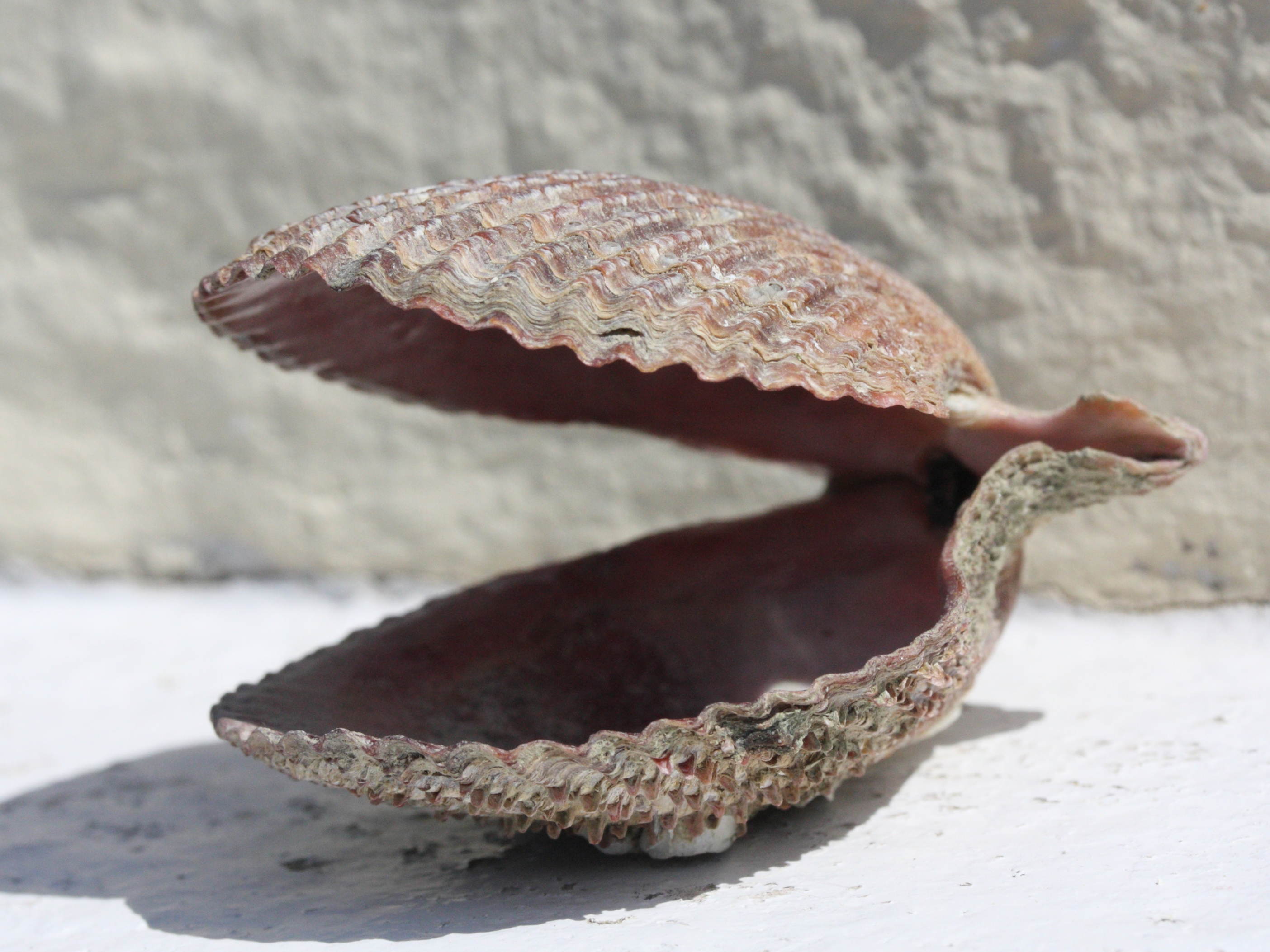 mimachlamys_varia2md