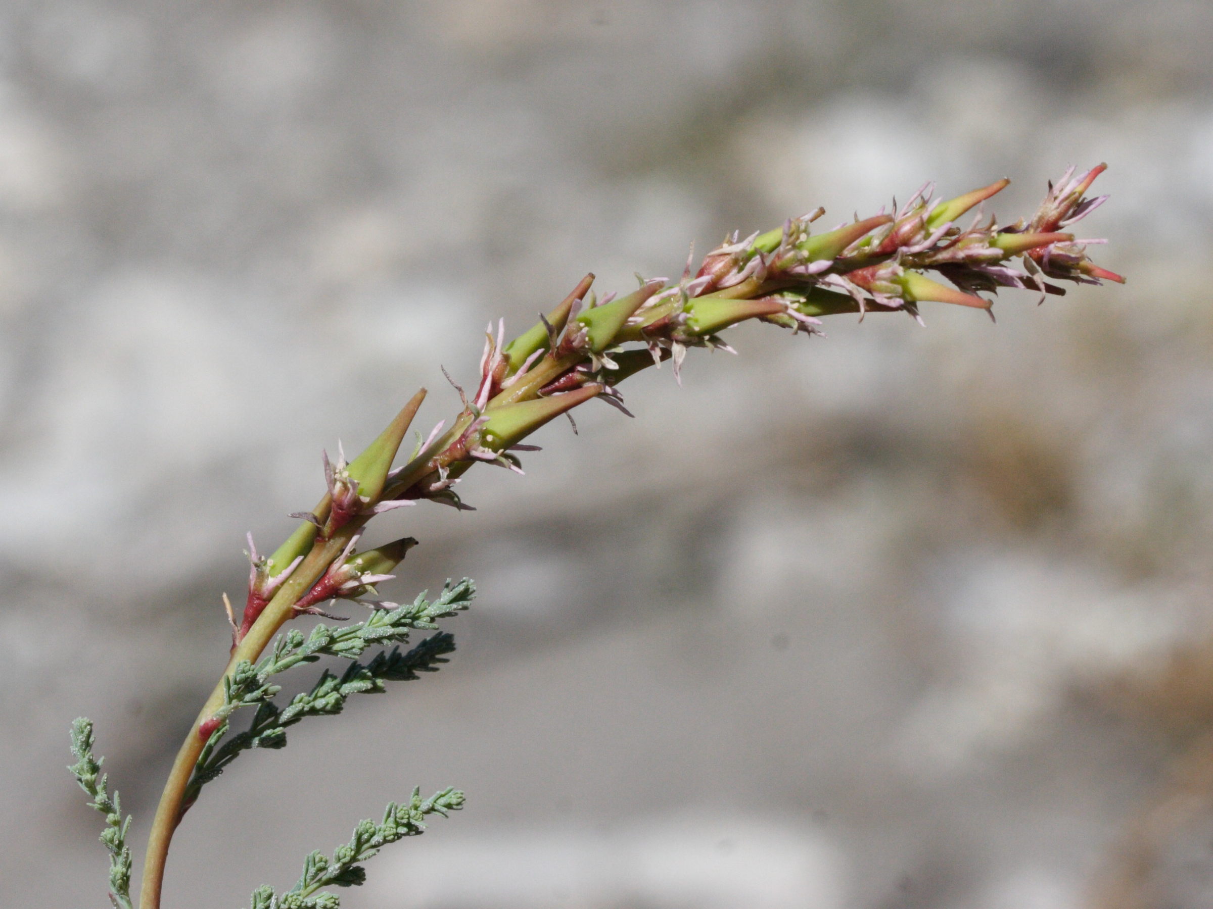 myricaria_germanica2md