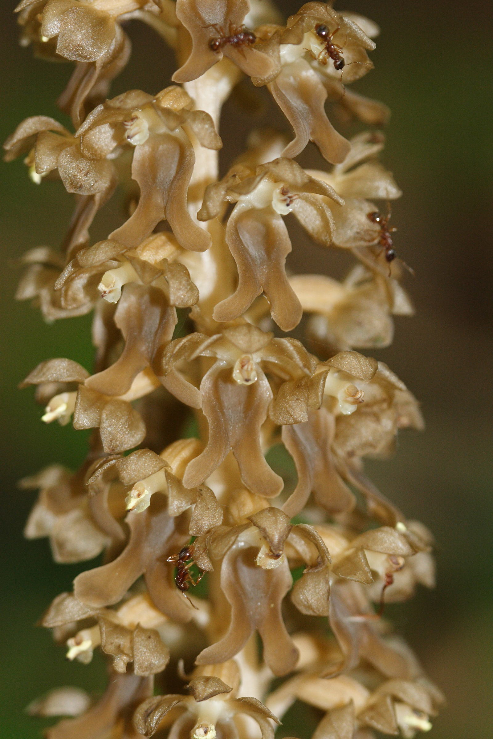 neottia_nidus-avis2md