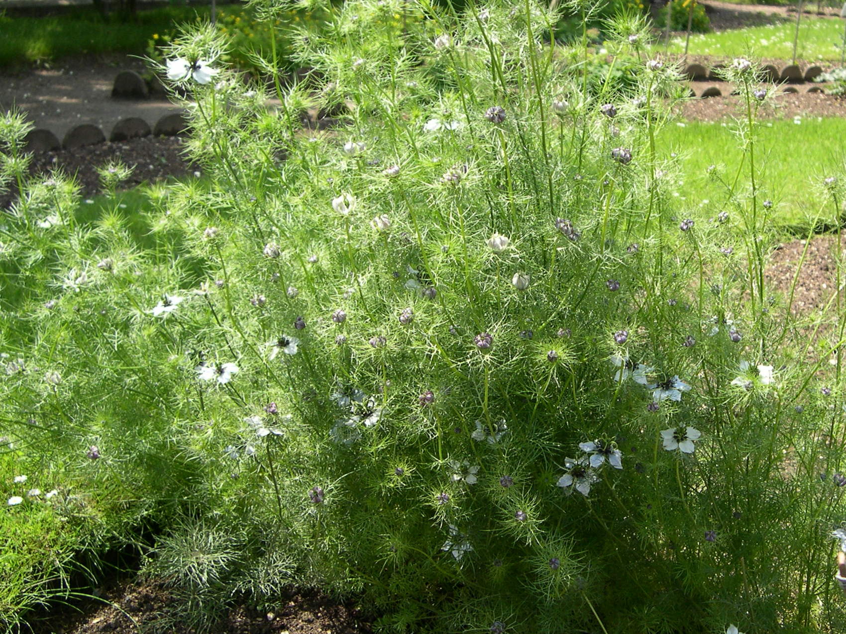Afficher le média nigella_gallica1md nigella_gallica1md