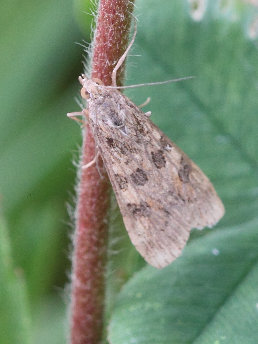 nomophila_noctuella2bd