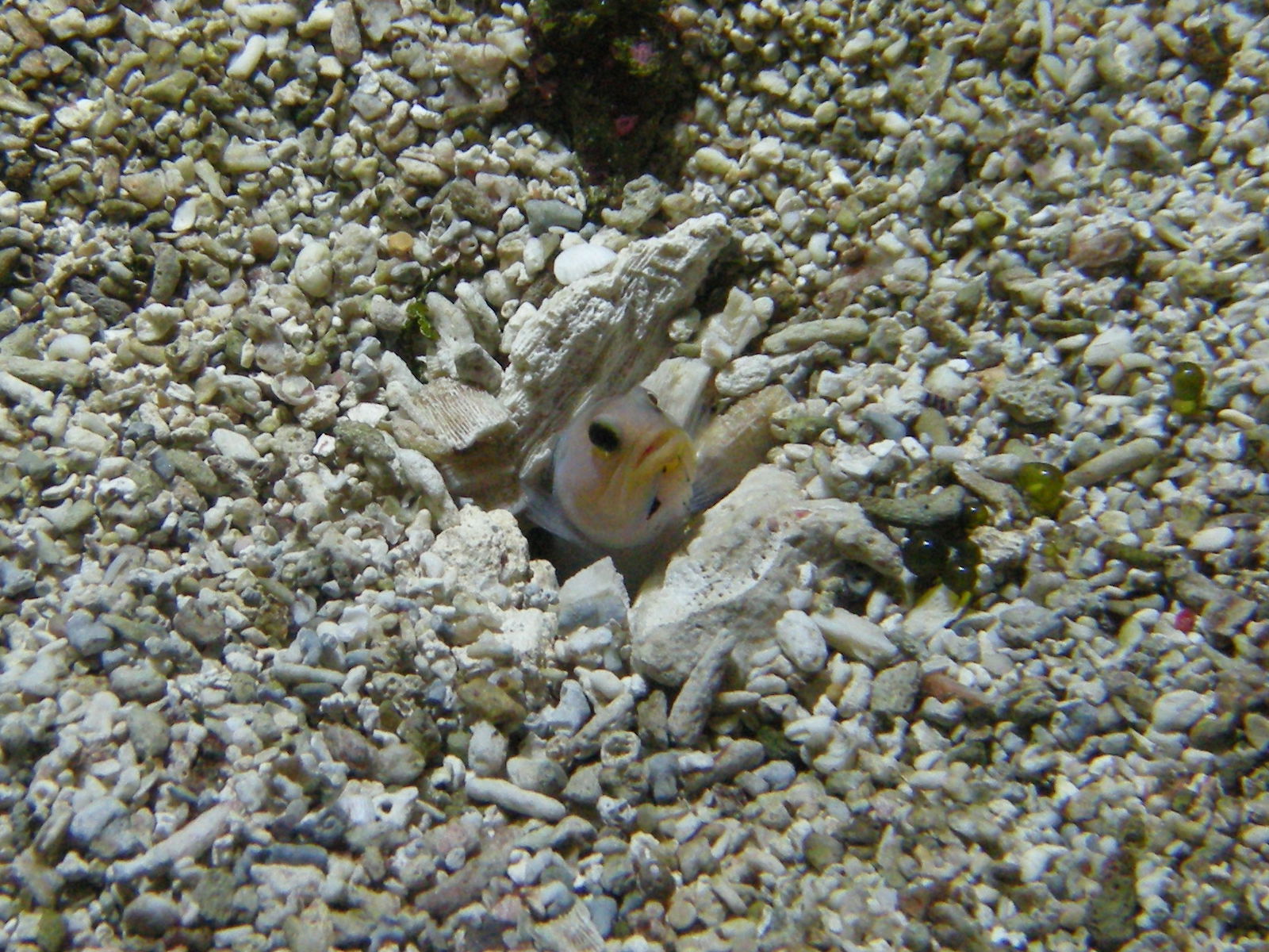 Afficher le média opisthognathus_aurifrons2bd opisthognathus_aurifrons2bd