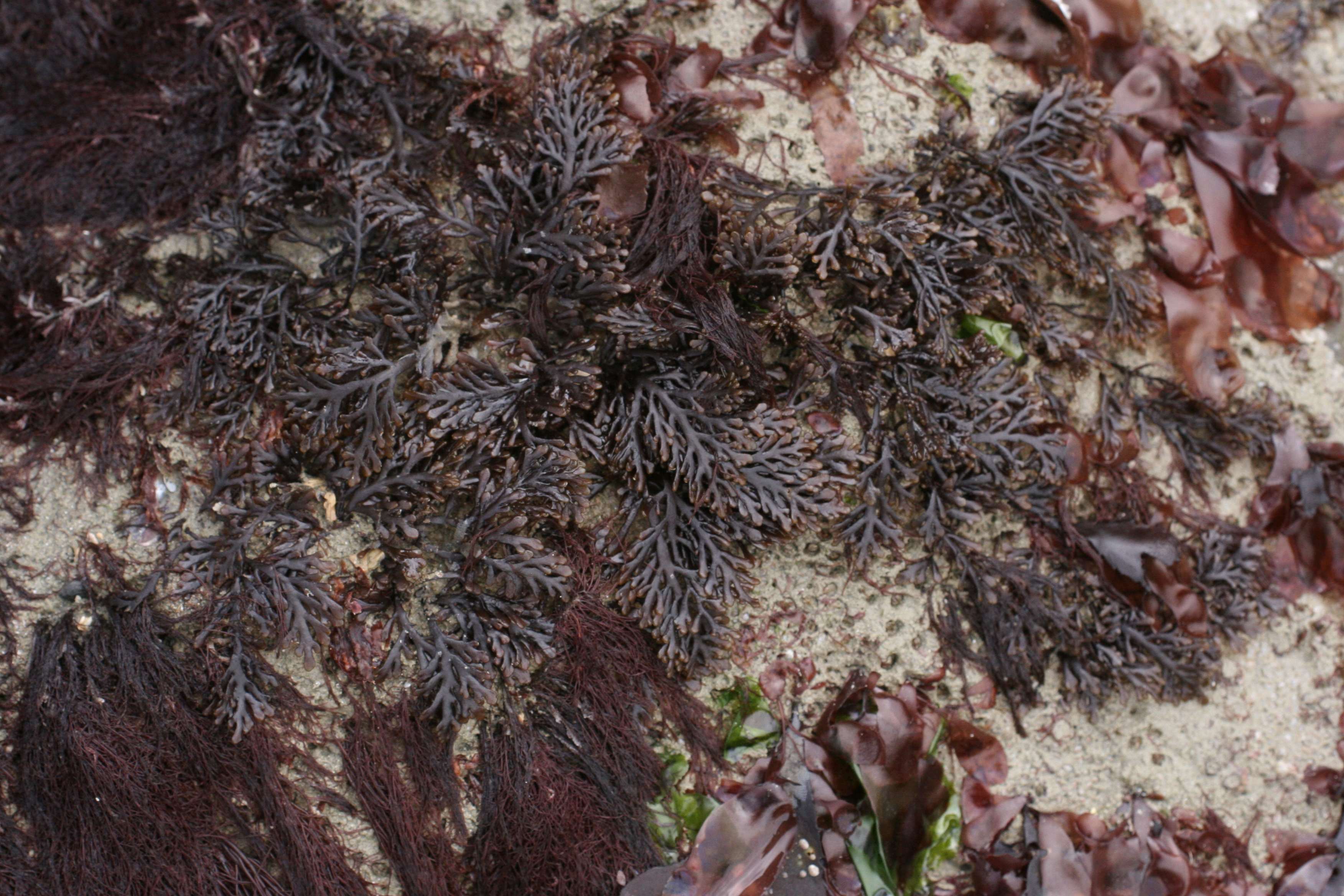 osmundea_pinnatifida2md