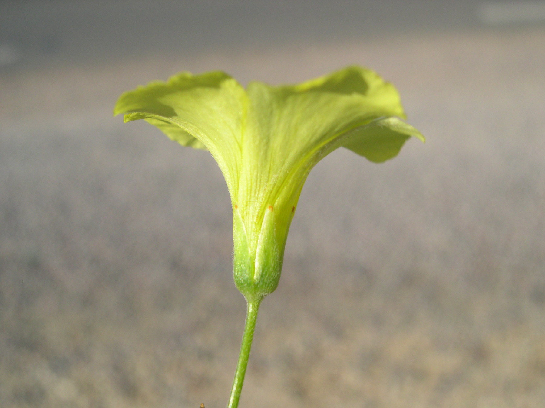 oxalis_pes-caprae3md