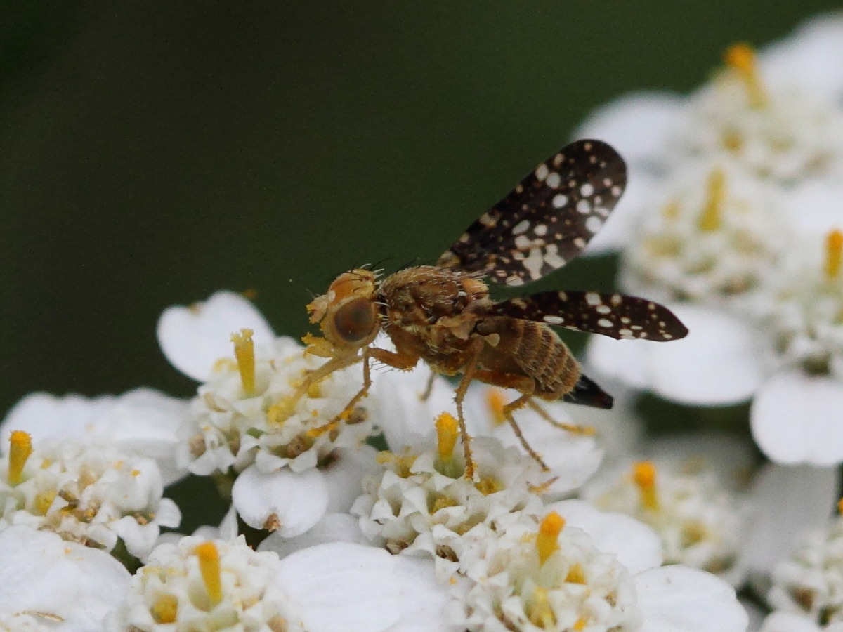 oxyna_flavipennis1bd