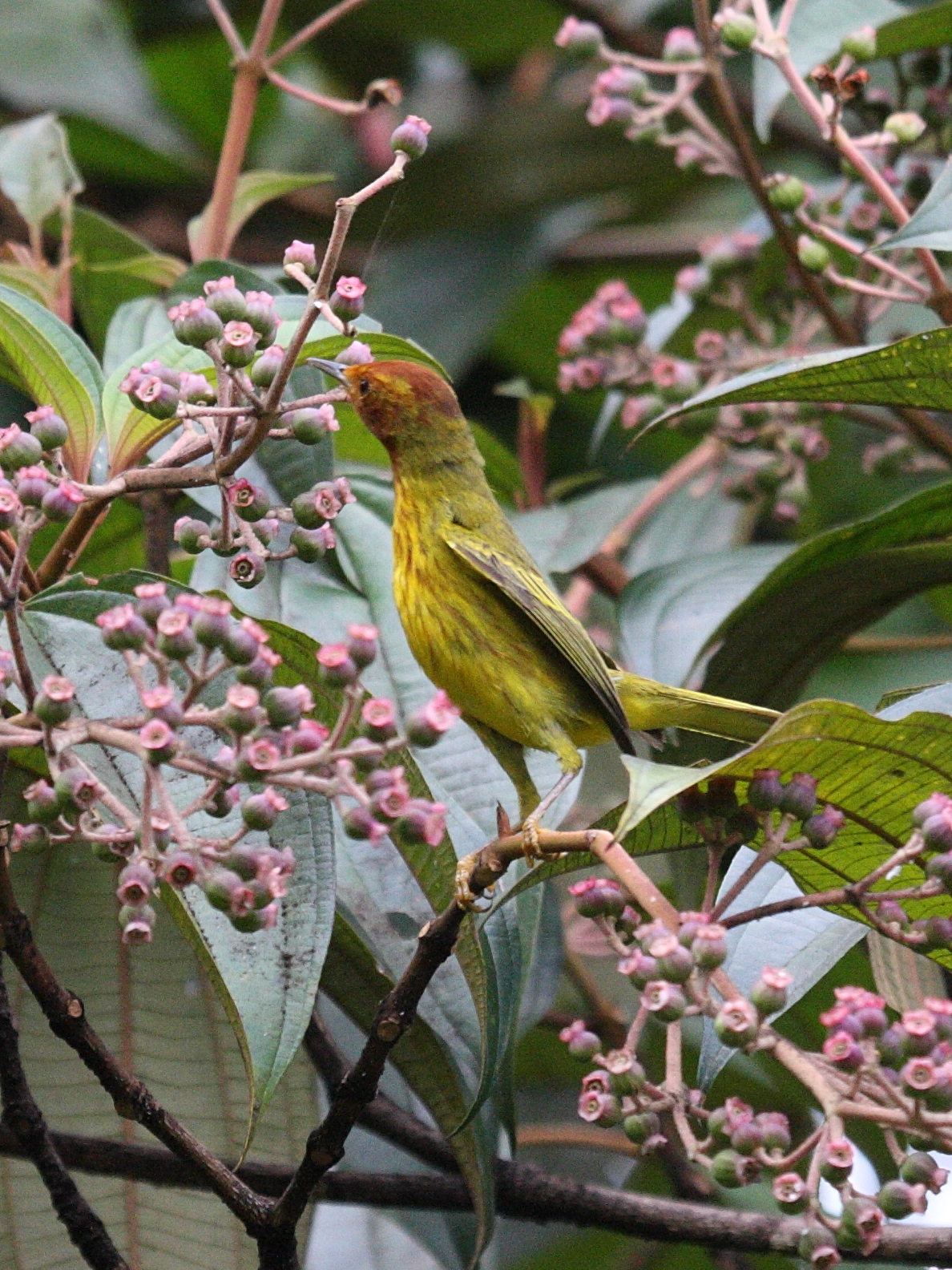 paruline_jaune_-_dendroica_petechia4bd