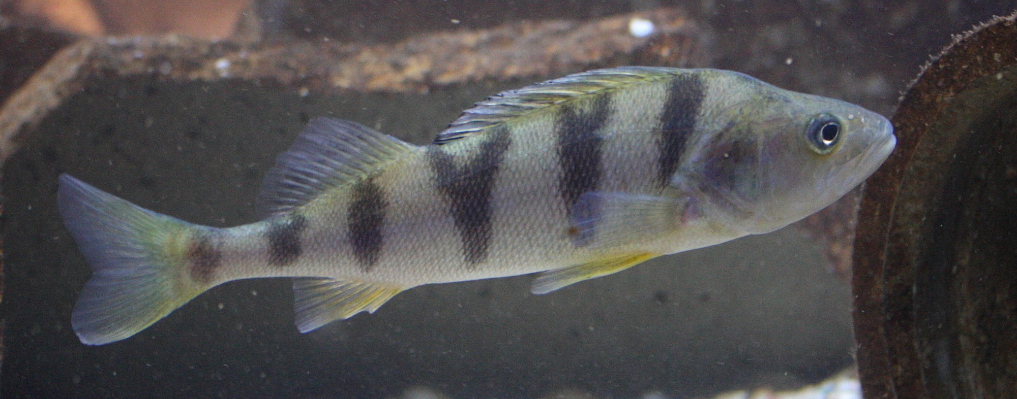 perca_fluviatilis3md