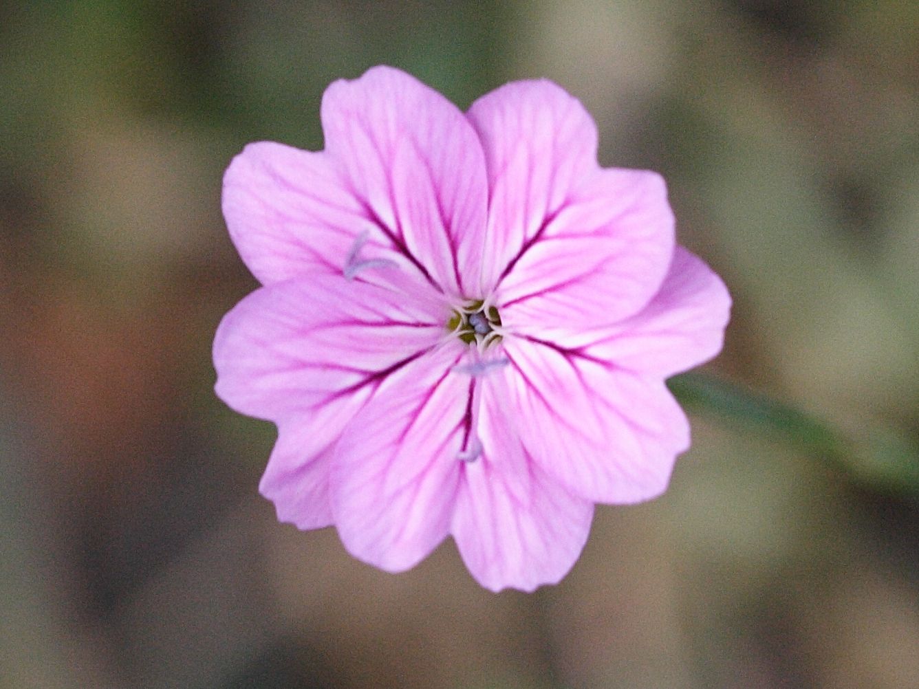 petrorhagia_dubia1md