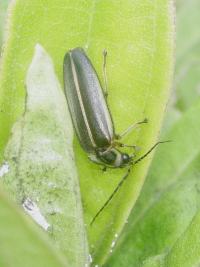 photinus_littoralis2md