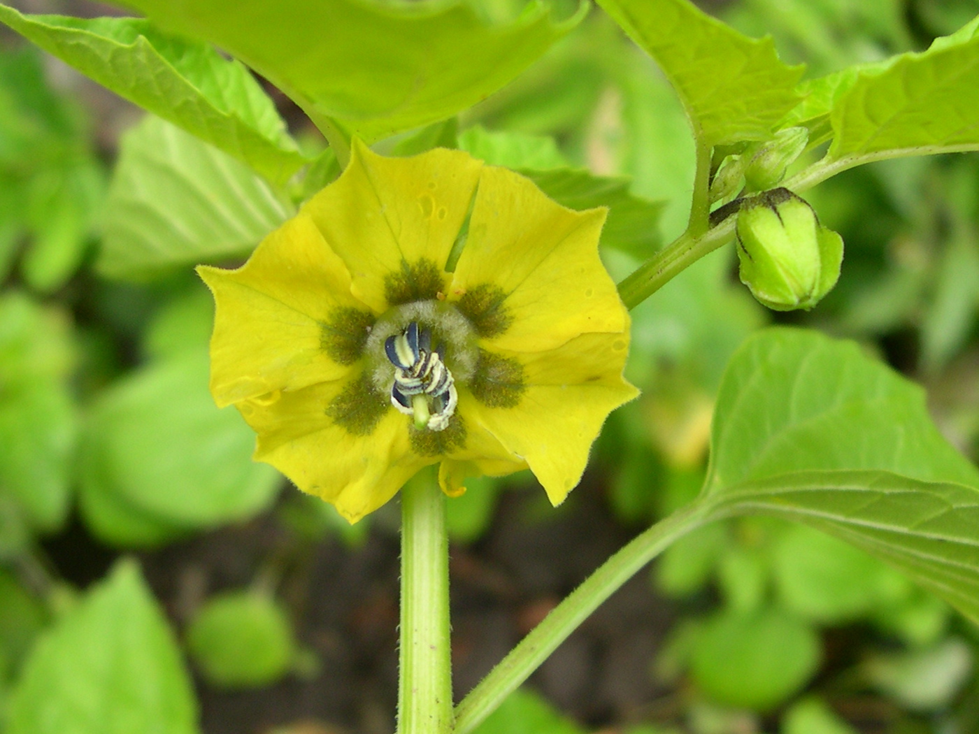 physalis_peruviana3md