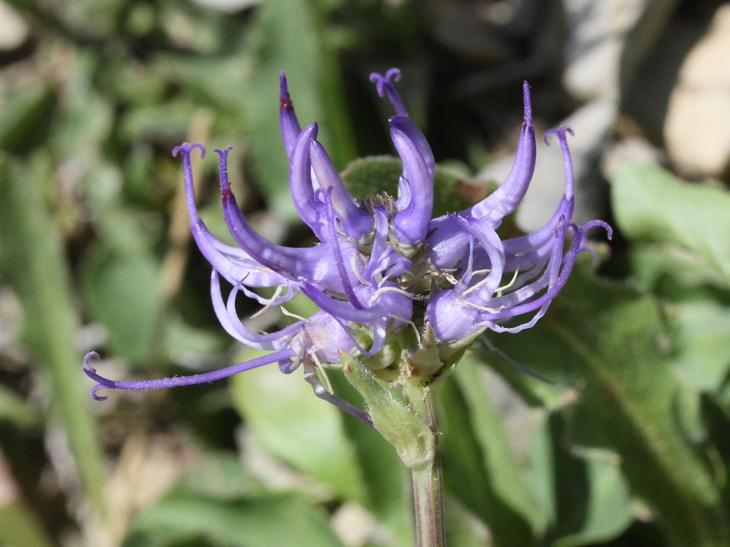 phyteuma_hemisphaericum2md