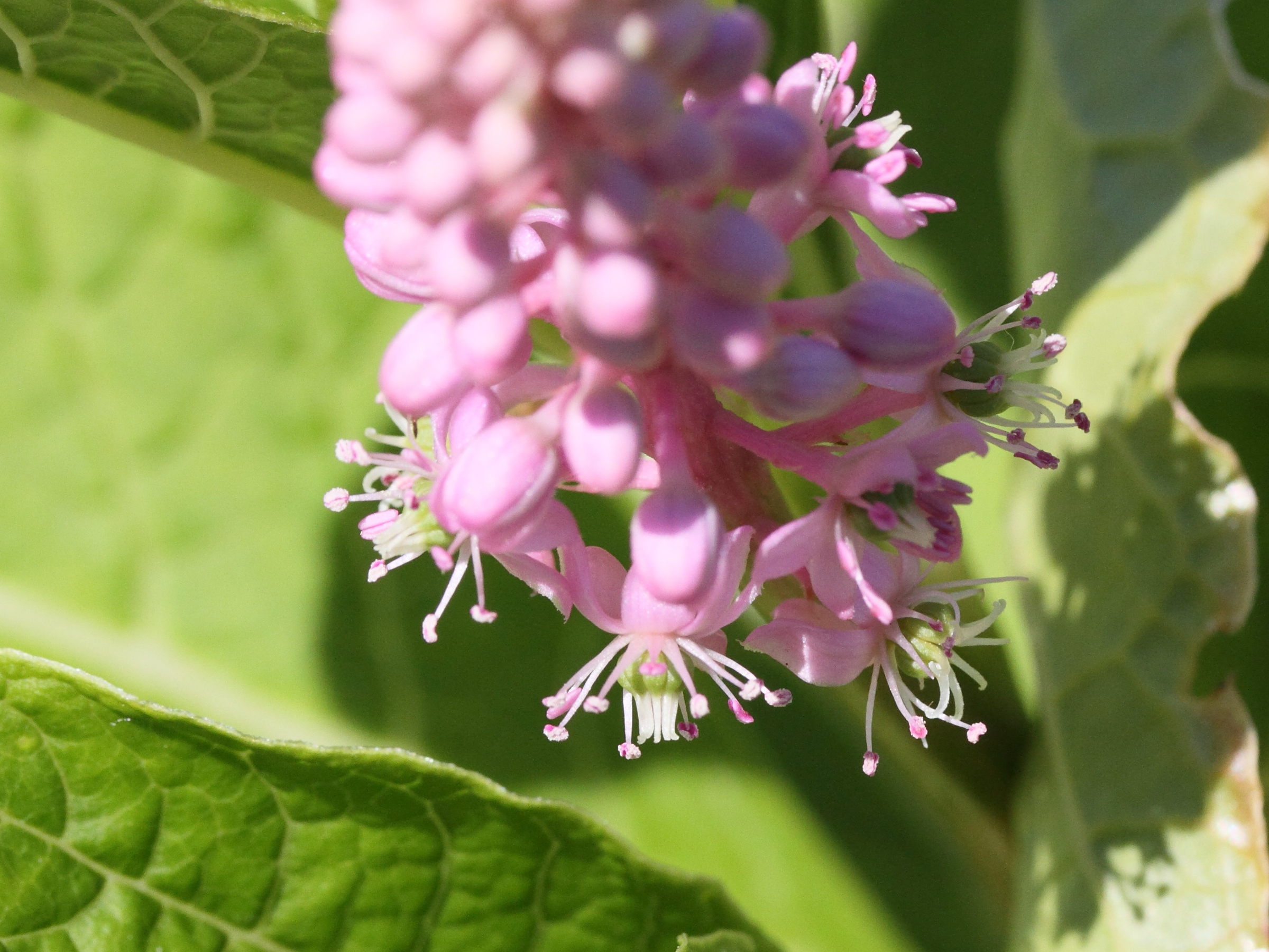 phytolacca_polyandra1md