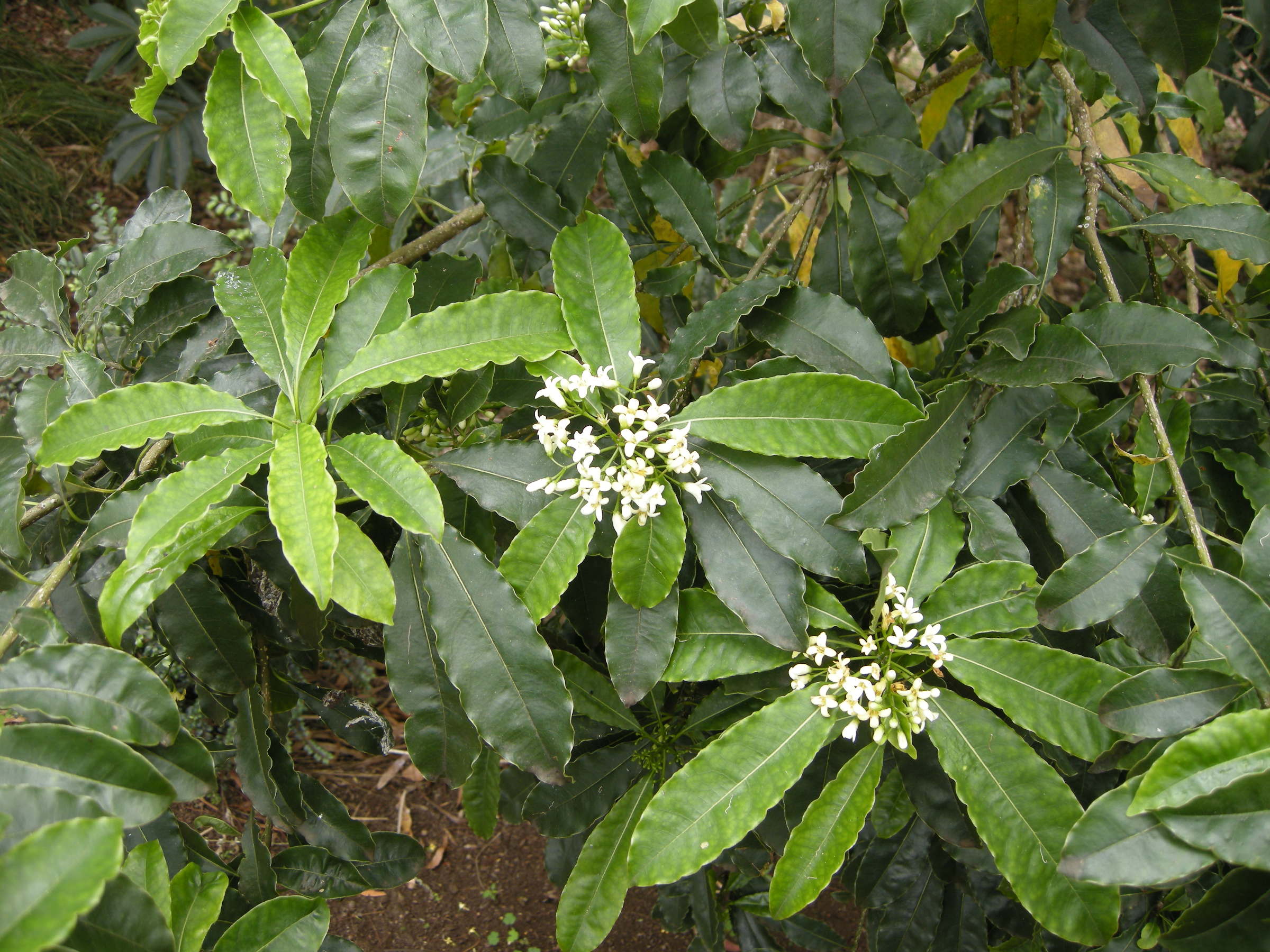 pittosporum_senacia3md
