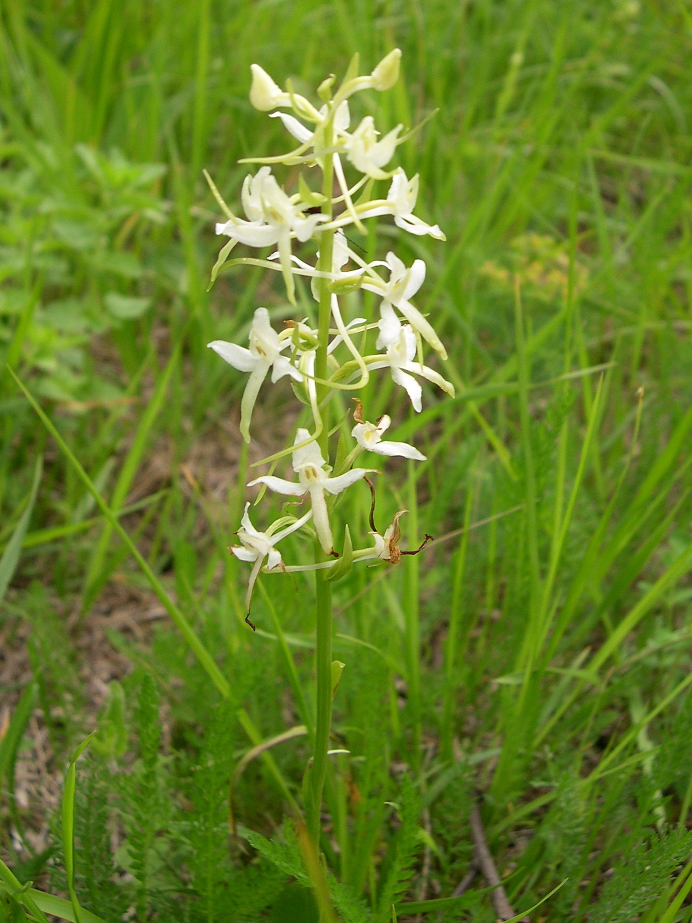 platanthera_bifolia1sd