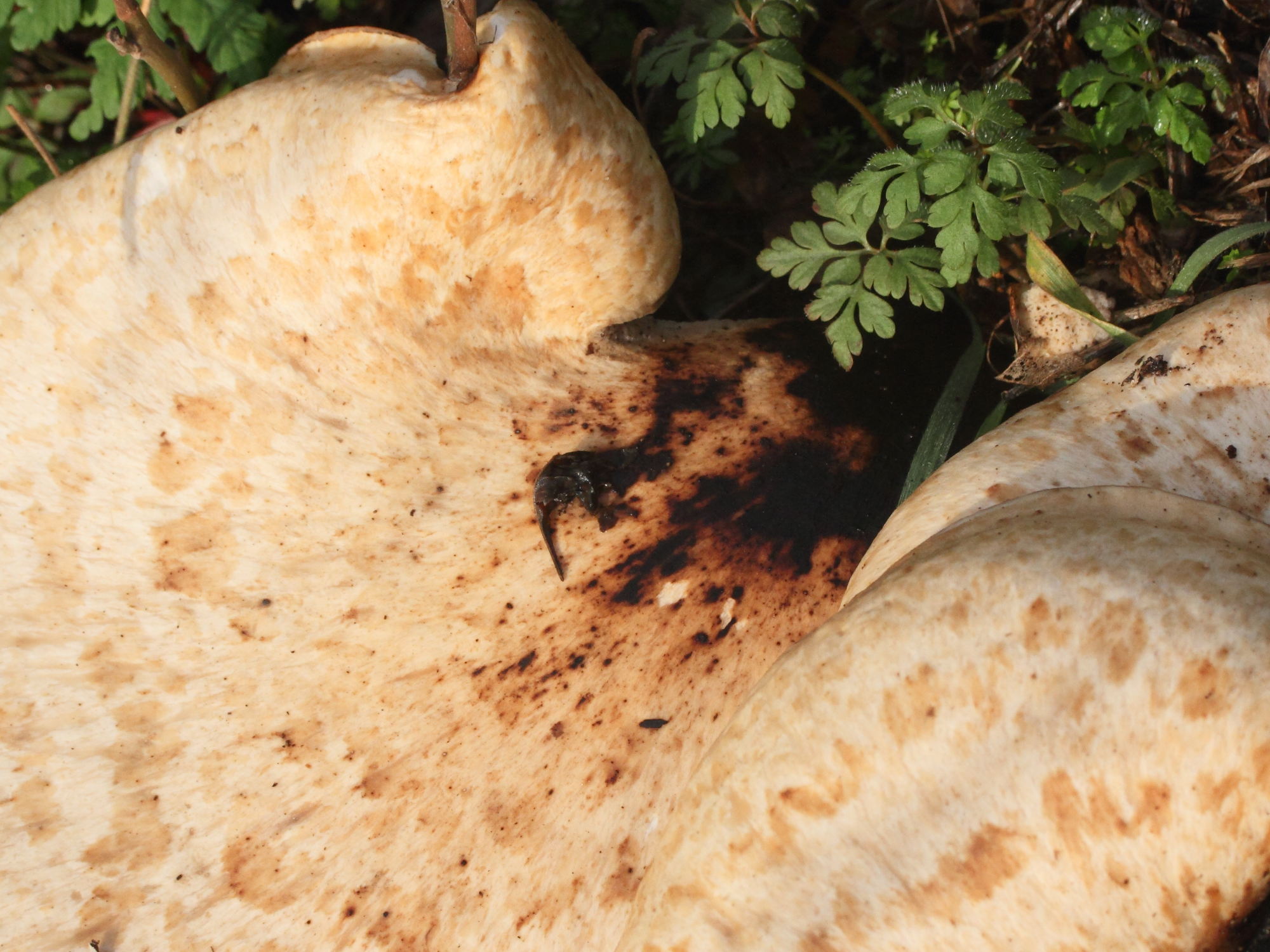 polyporus_squamosus5md