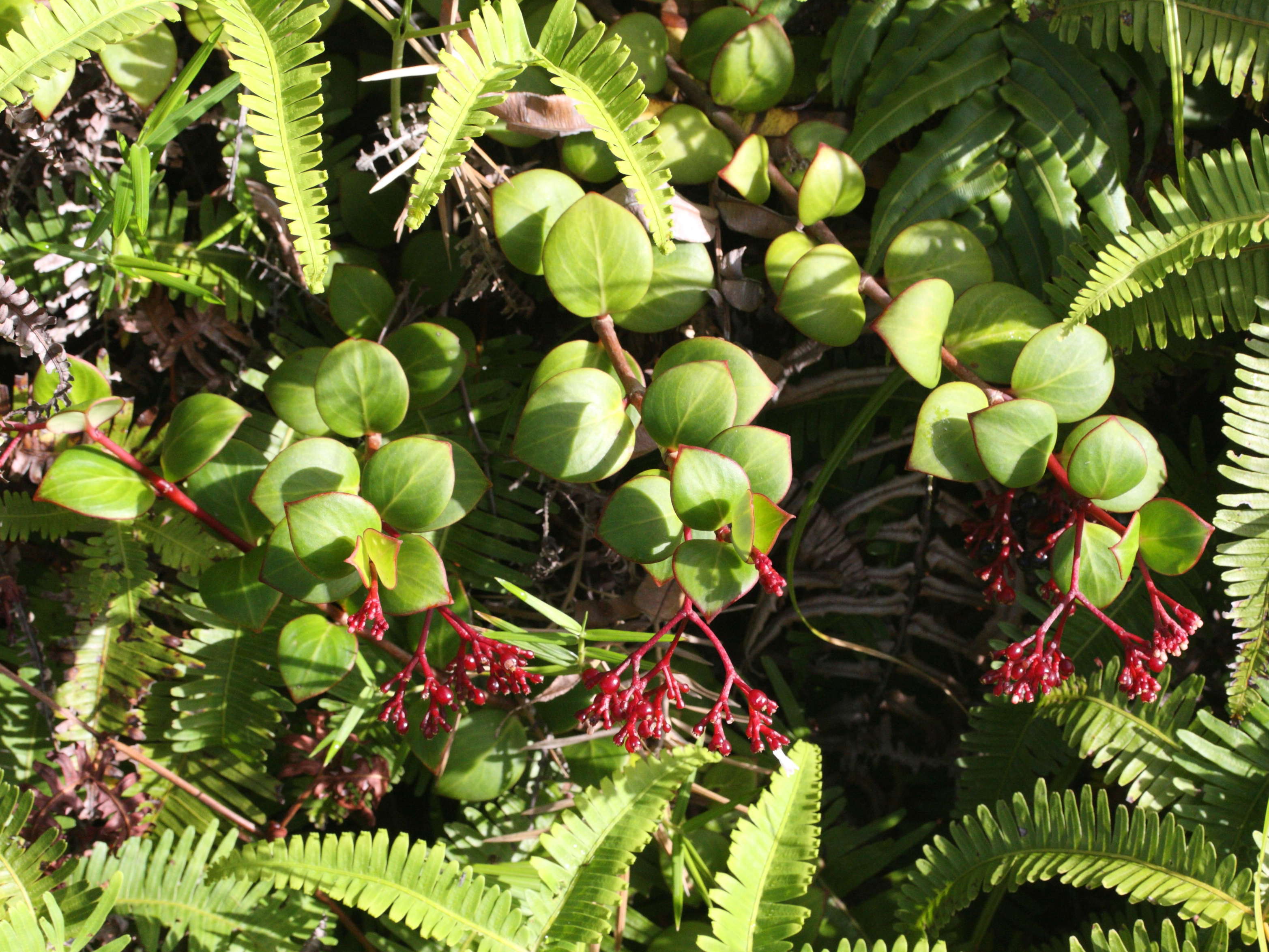 psychotria_guadalupensis1md