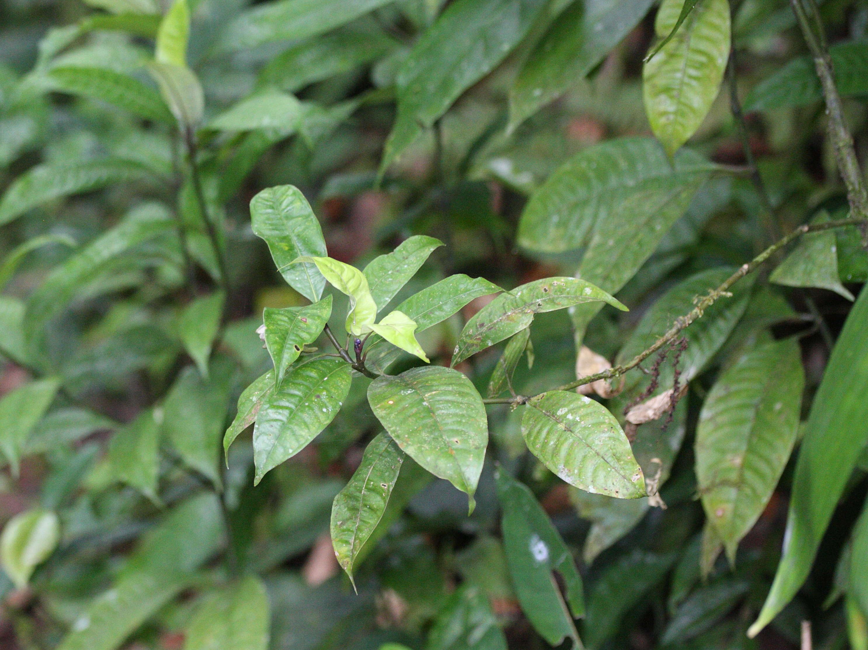 Afficher le média psychotria_urbaniana1md psychotria_urbaniana1md