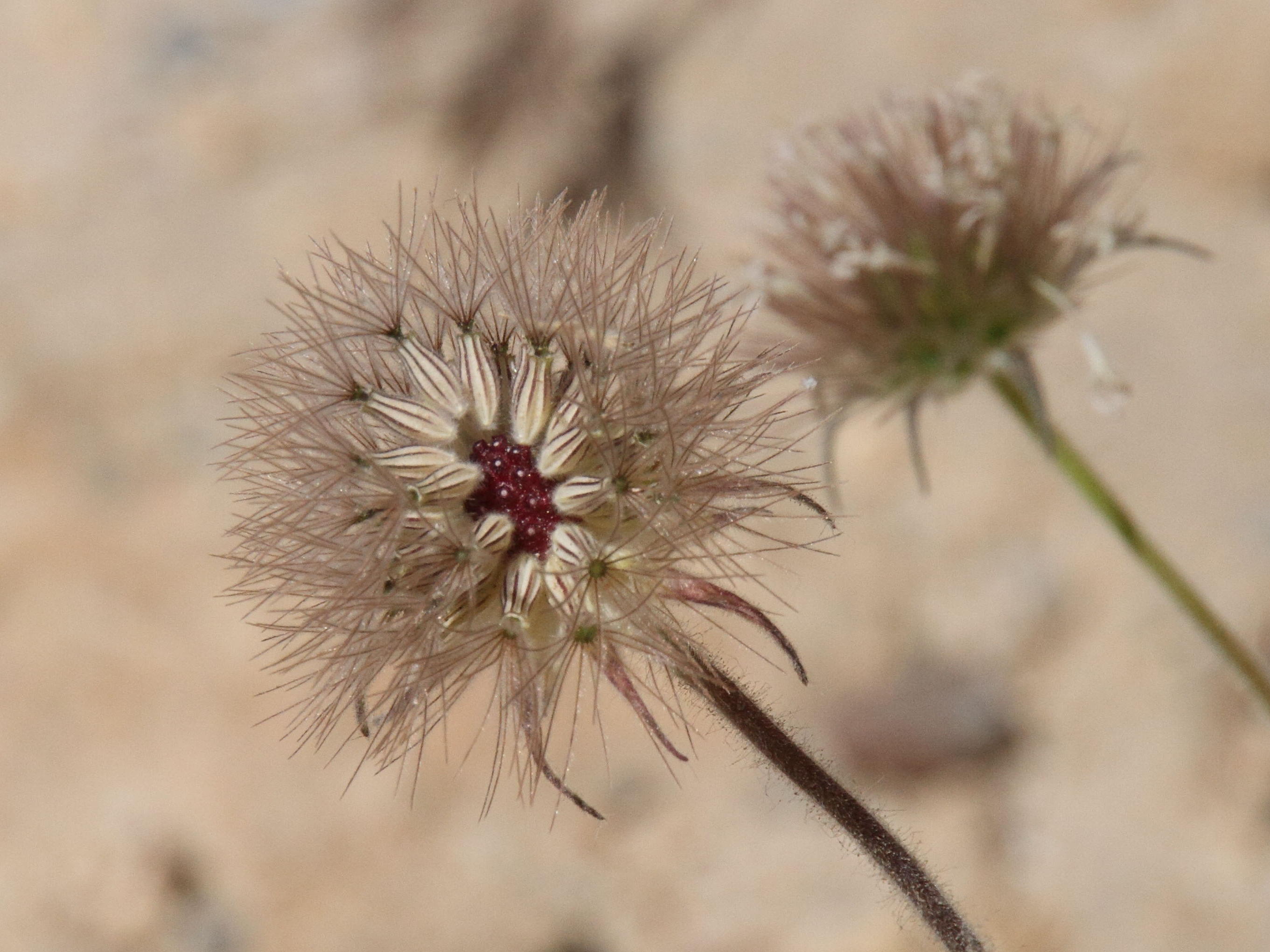 pterocephalus_plumosus6bd