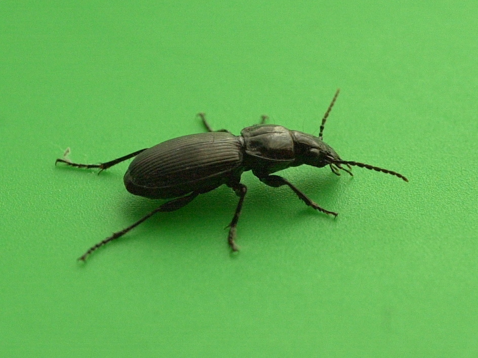 pterostichus_madidus3md