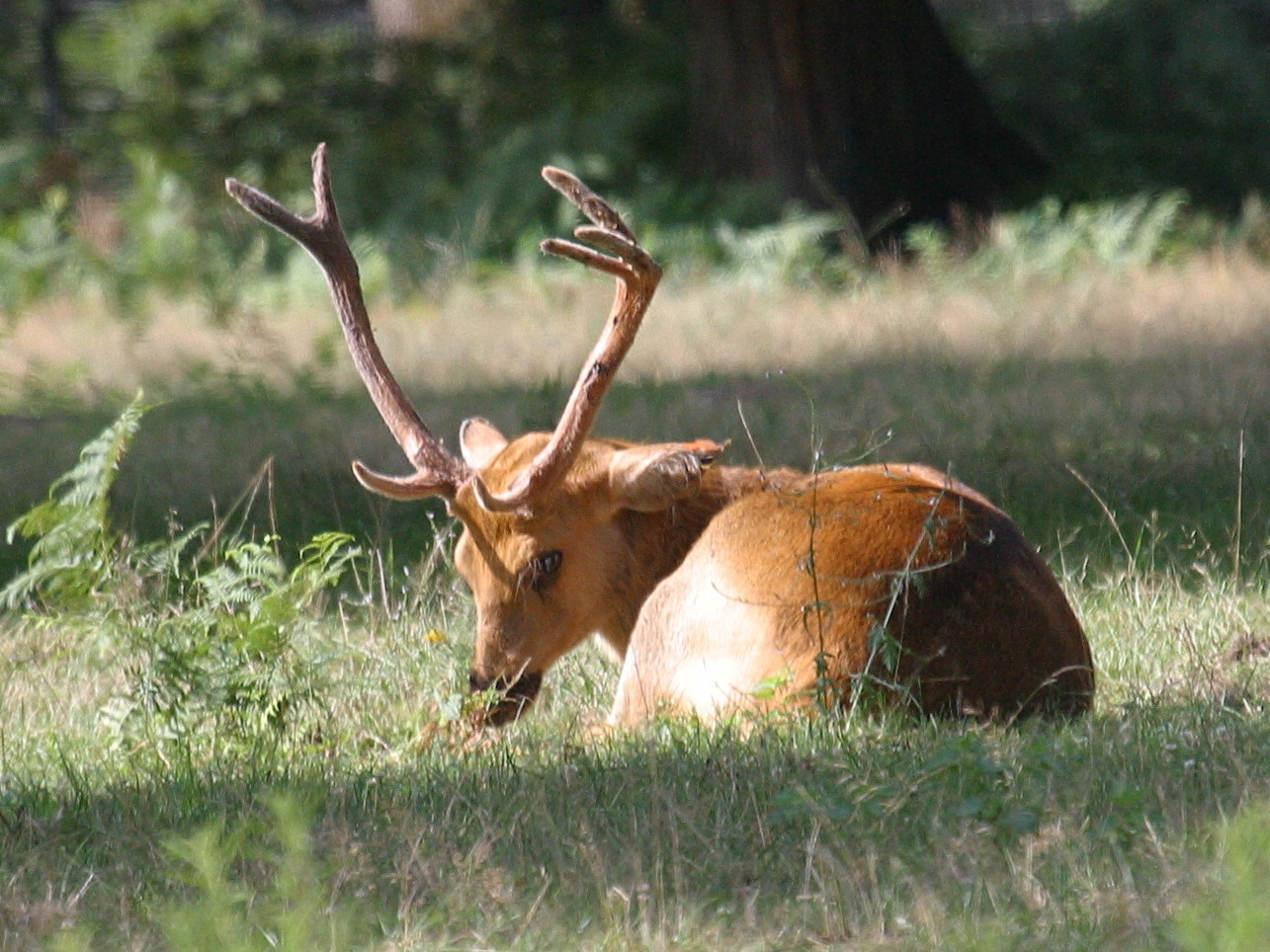 rucervus_duvaucelii1bd