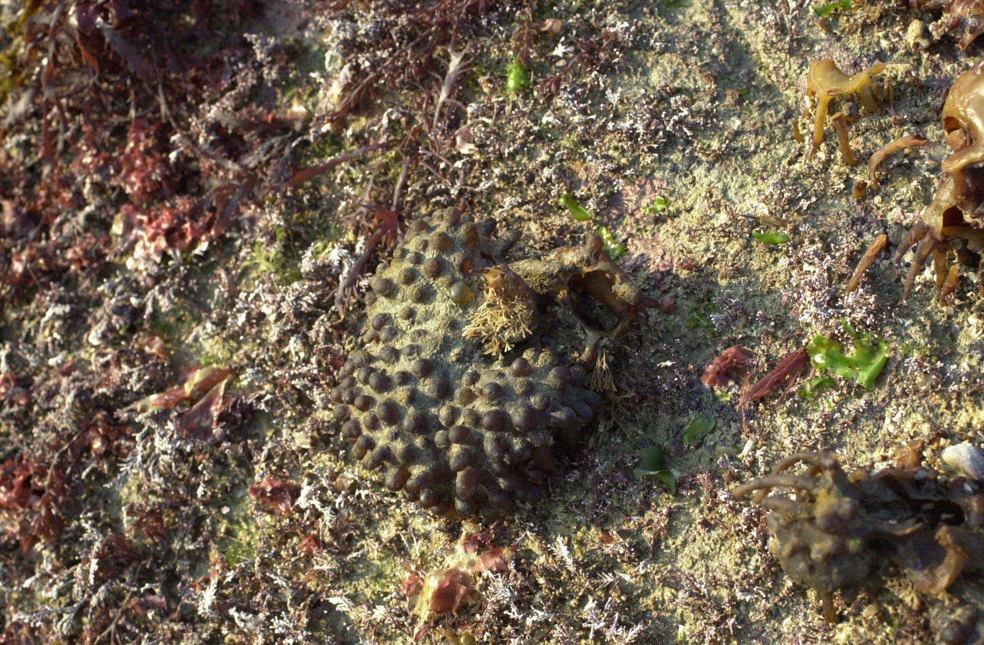 Afficher le média saccorhiza_polyschides6md saccorhiza_polyschides6md