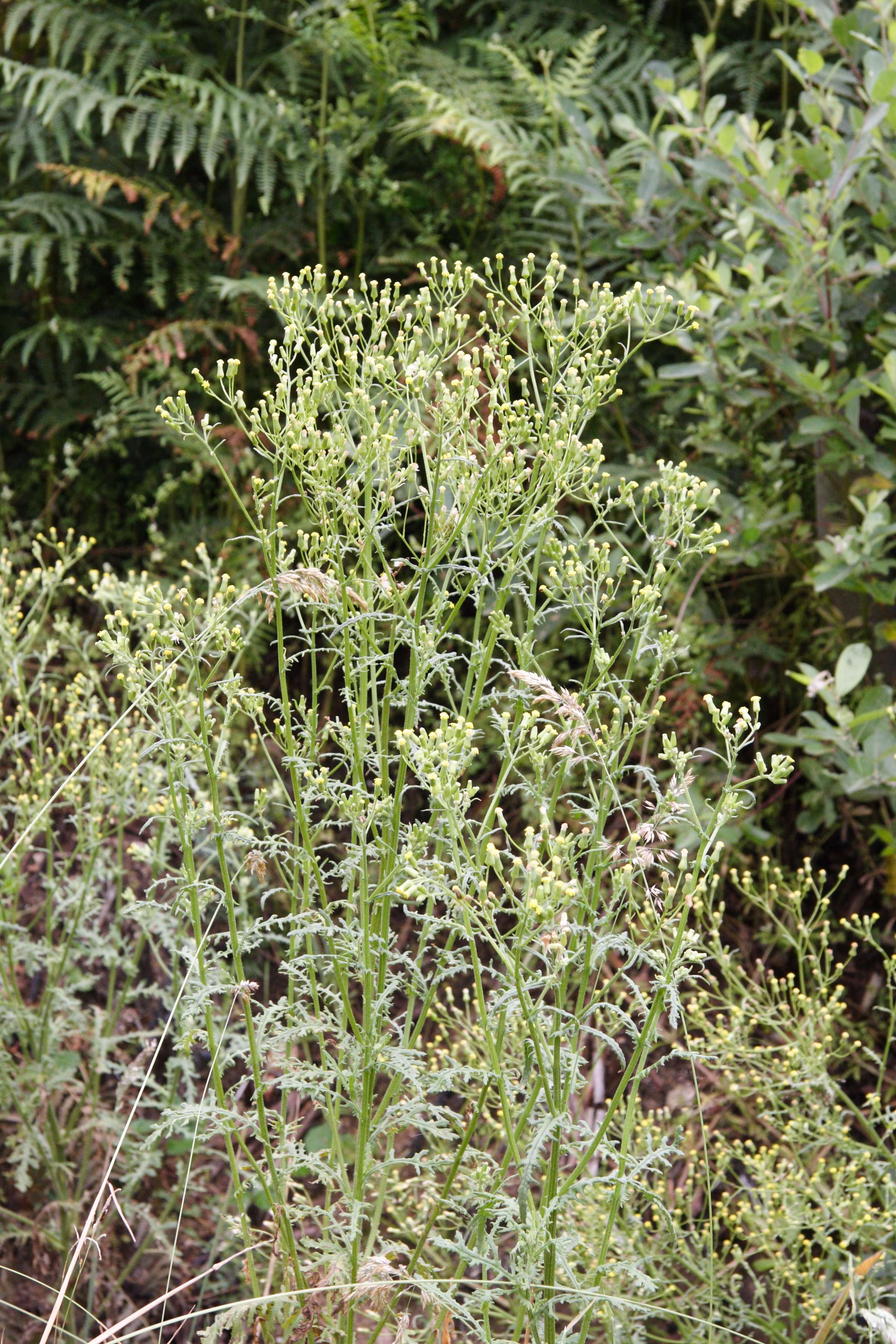 senecio_sylvaticus2md