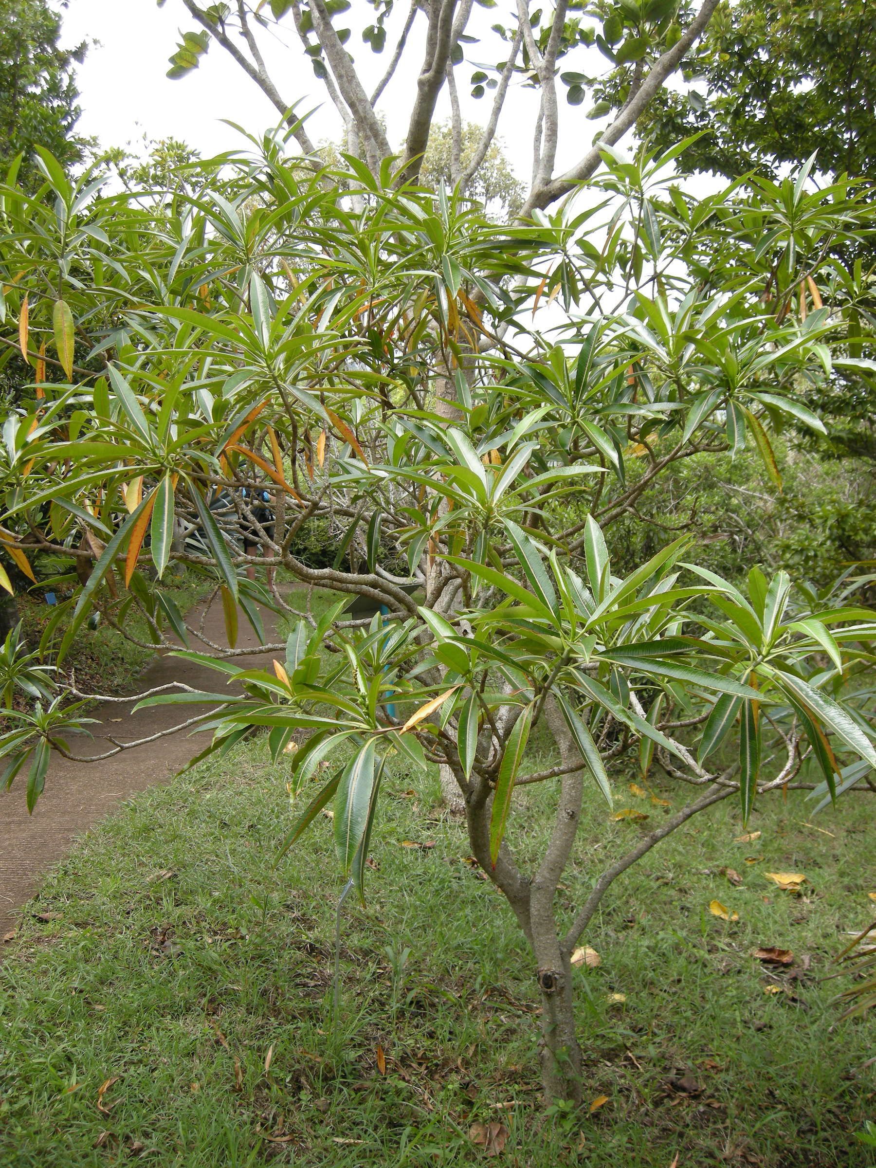 stillingia_lineata3md