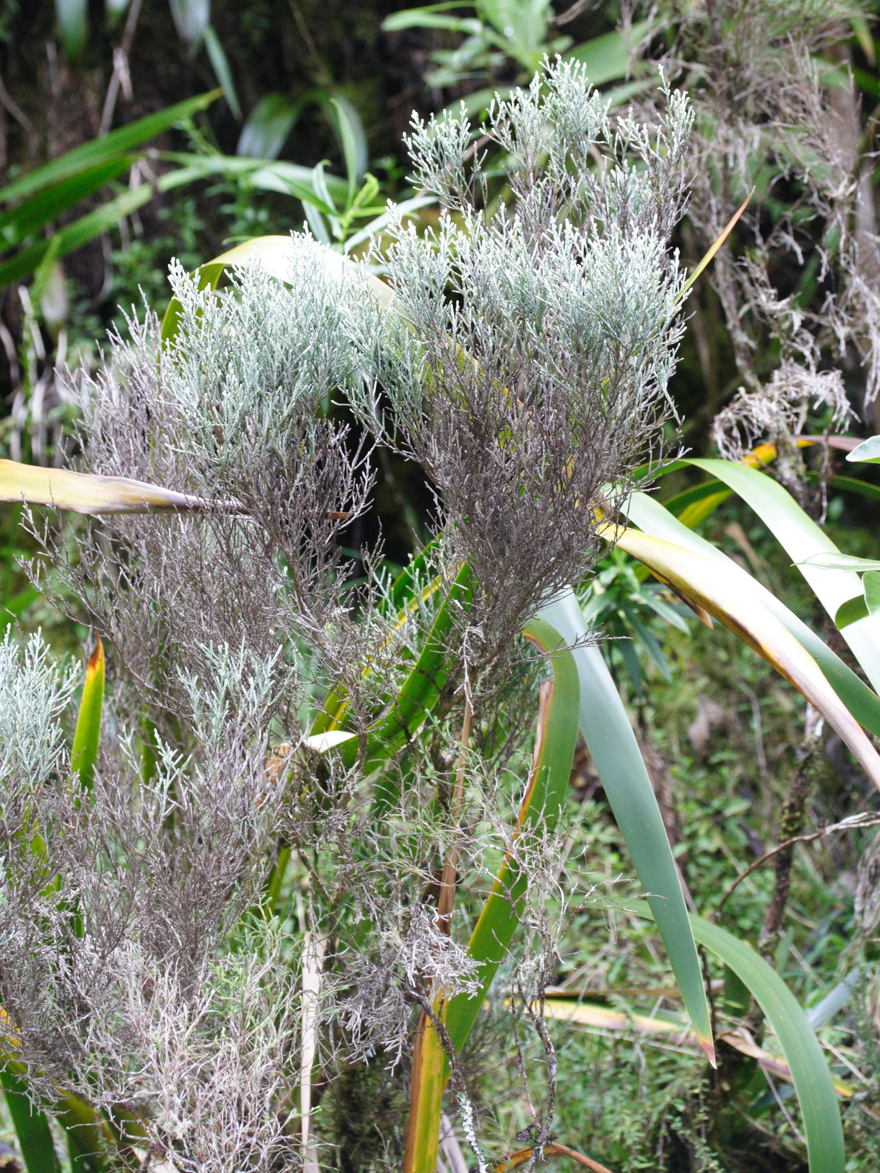 stoebe_passerinoides3md