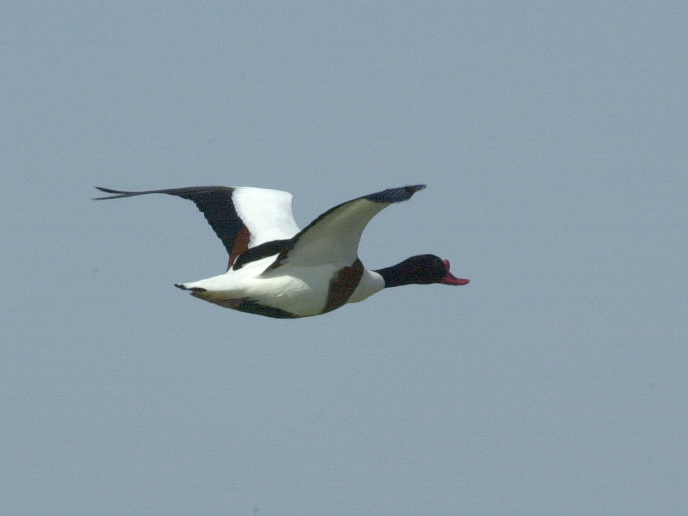 tadorne_de_belon_-_tadorna_tadorna5md