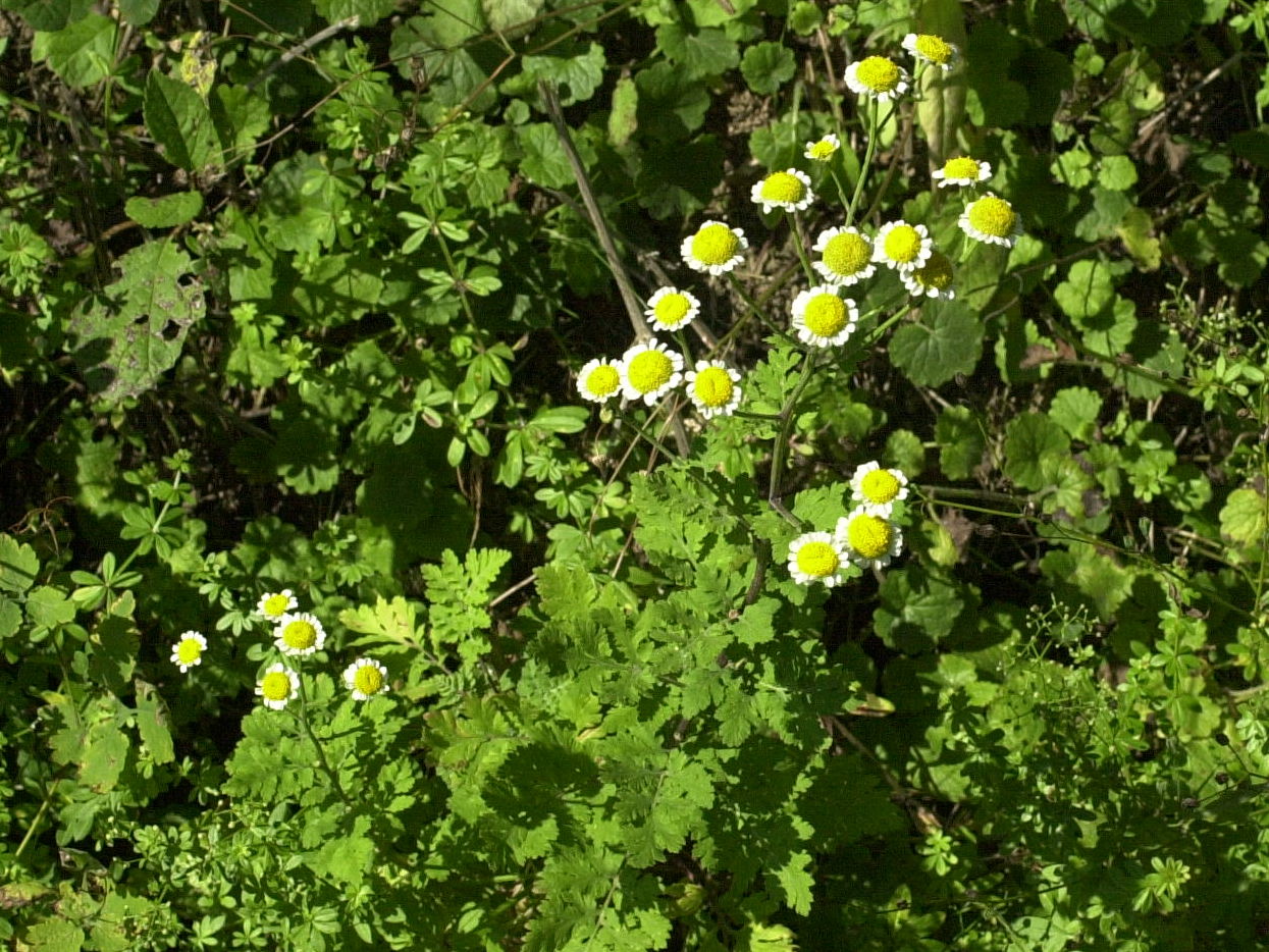 Afficher le média tanacetum_parthenium1md tanacetum_parthenium1md