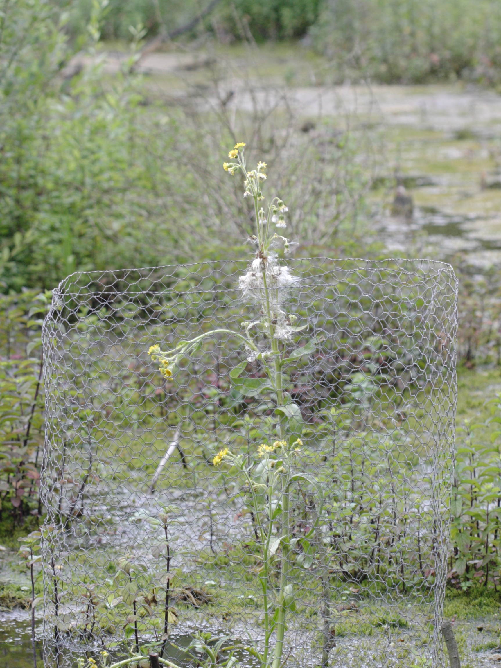 tephroseris_palustris1bd