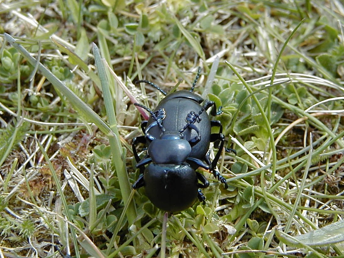 timarcha_tenebricosa1md