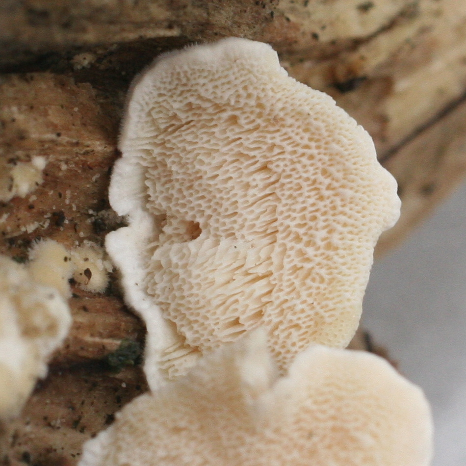 trametes_hirsuta1bd
