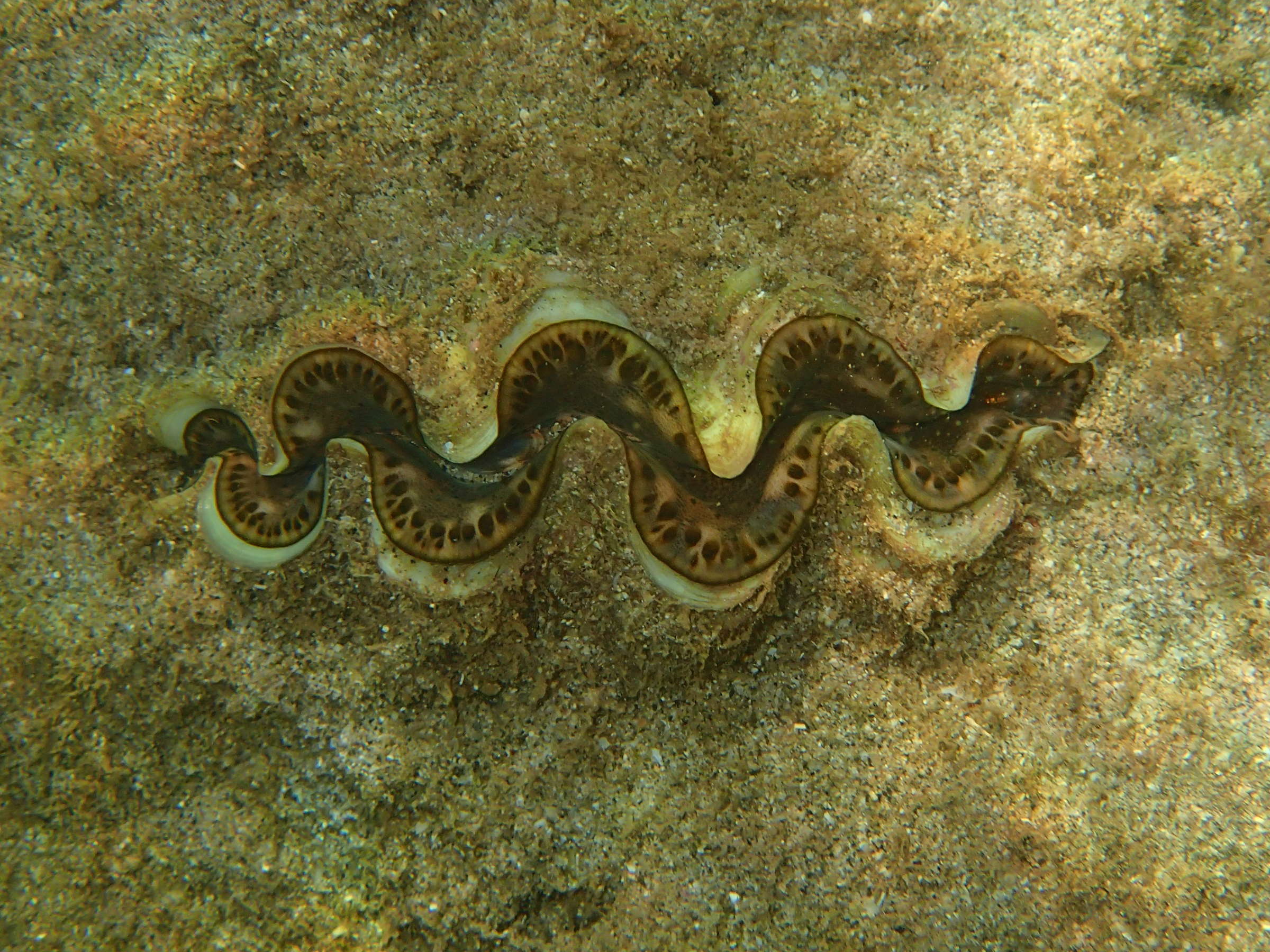 tridacna_squamosa7bd