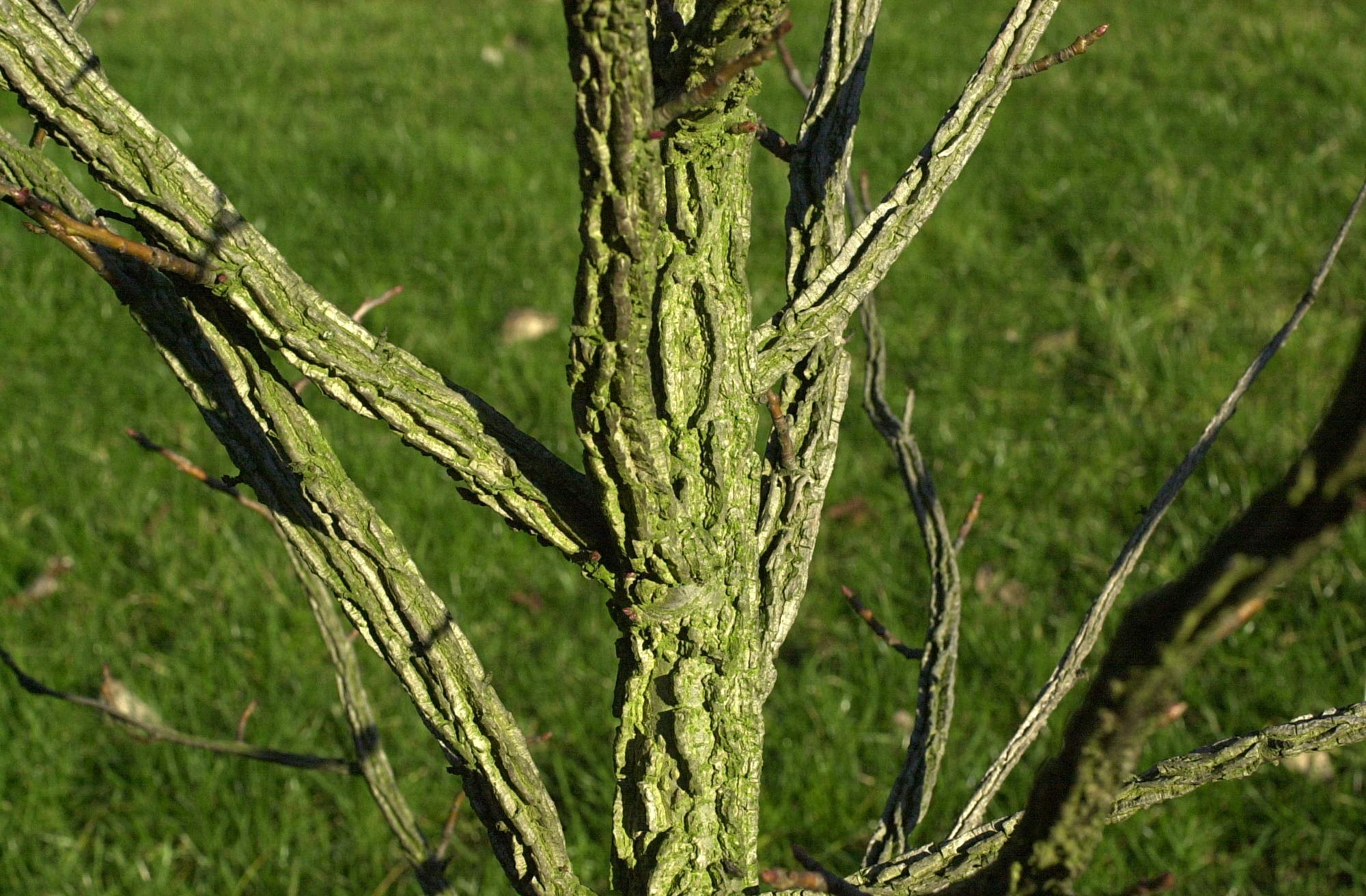 ulmus_minor_minor3md