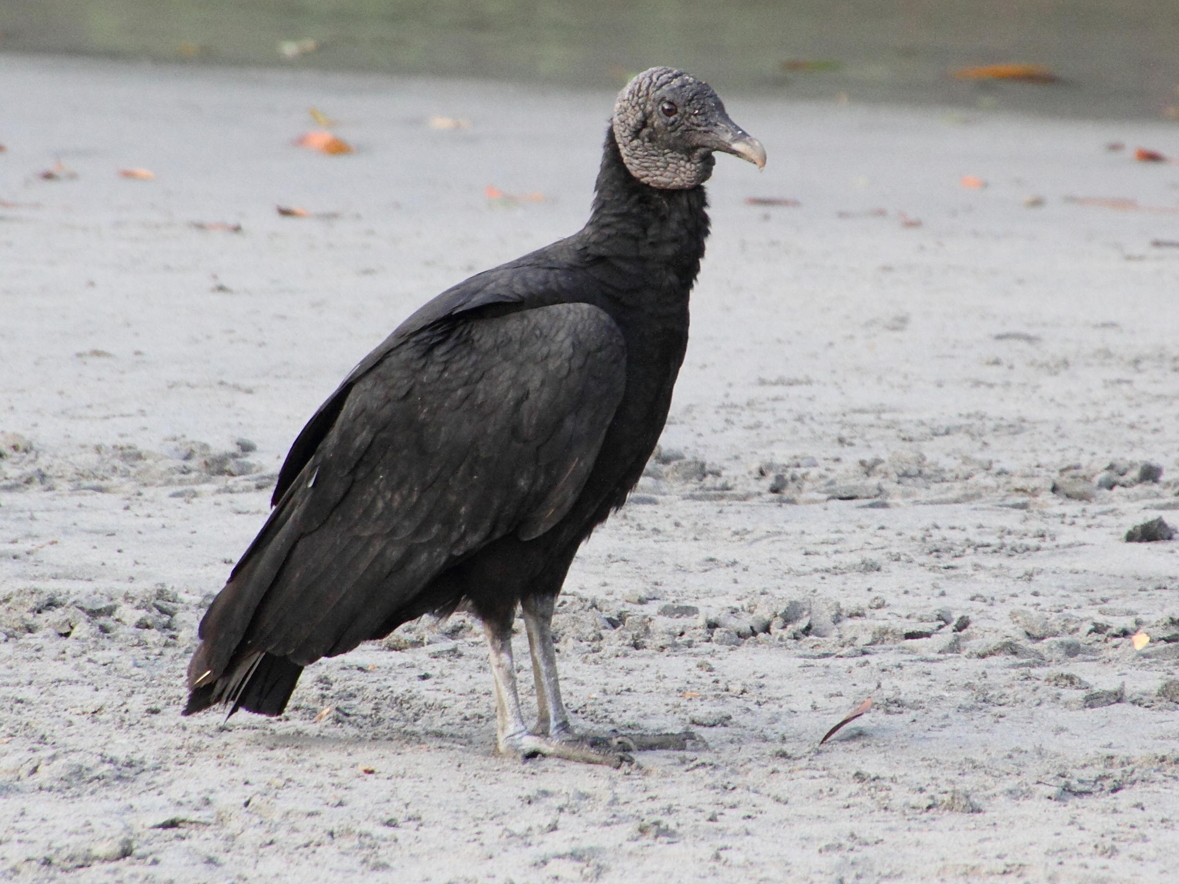 urubu_a_tete_noire_-_coragyps_atratus6md