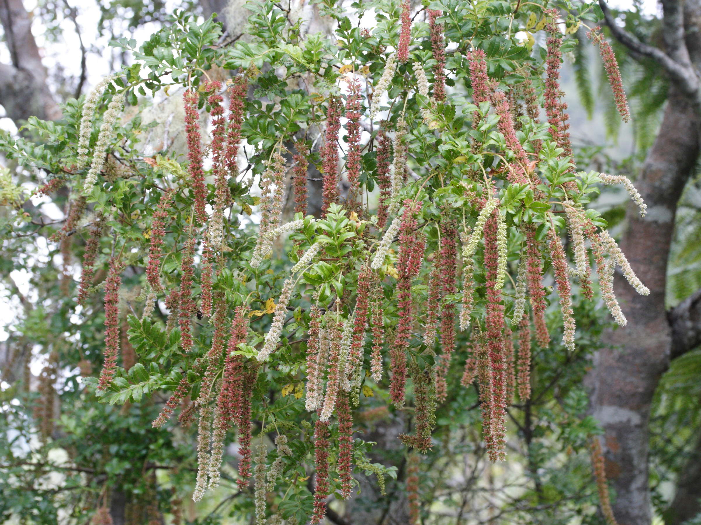 weinmannia_tinctoria5md