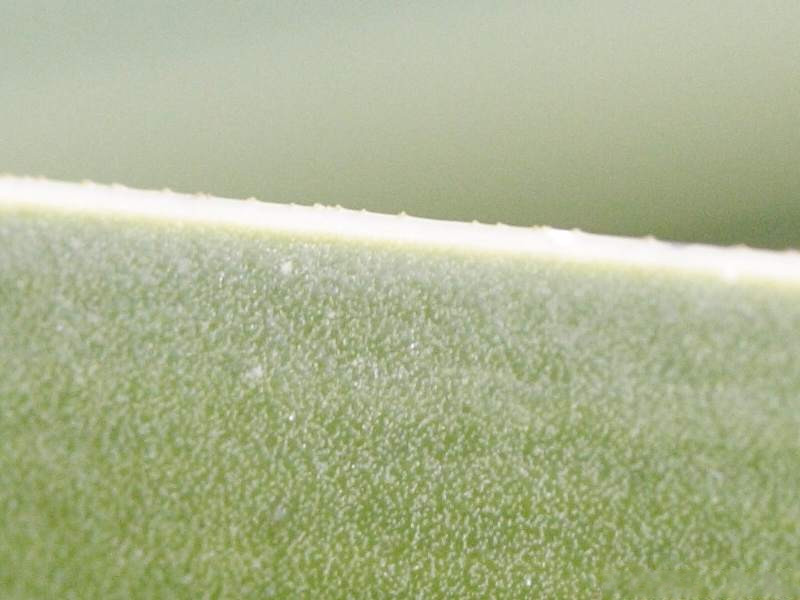 Afficher le média yucca_aloifolia2md yucca_aloifolia2md