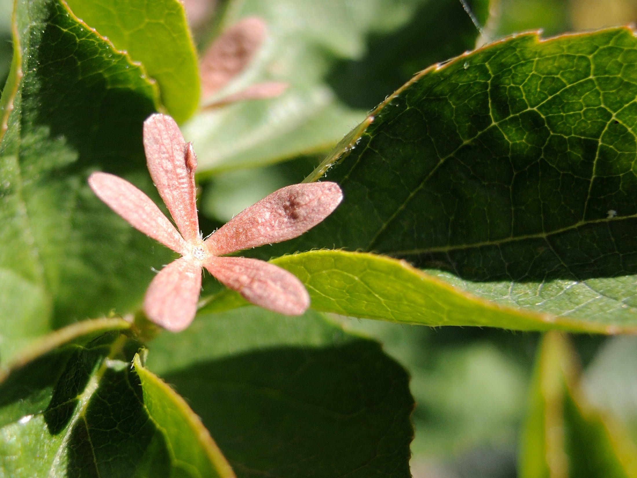 abelia_spathulata2md