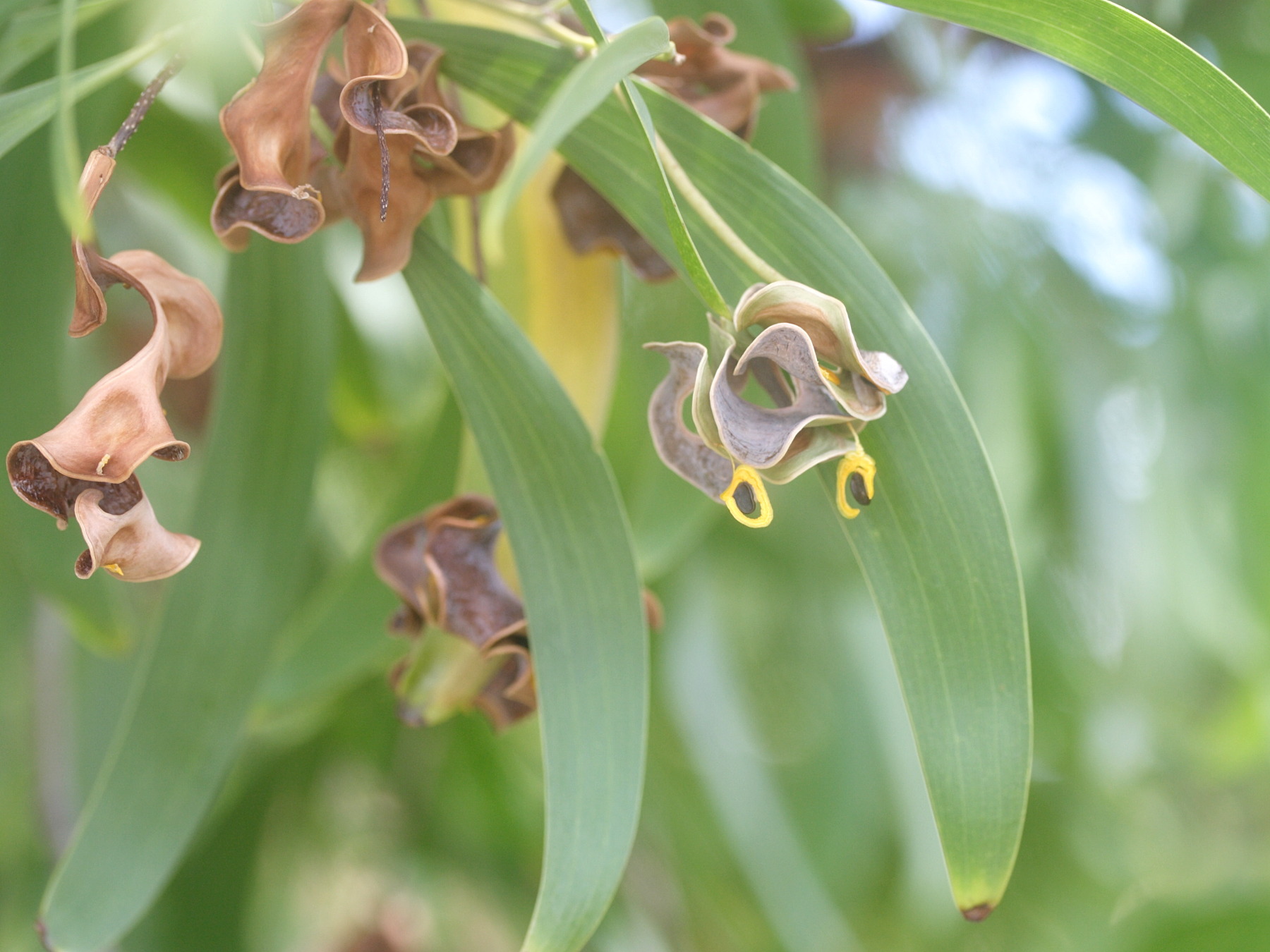 acacia_auriculiformis3md