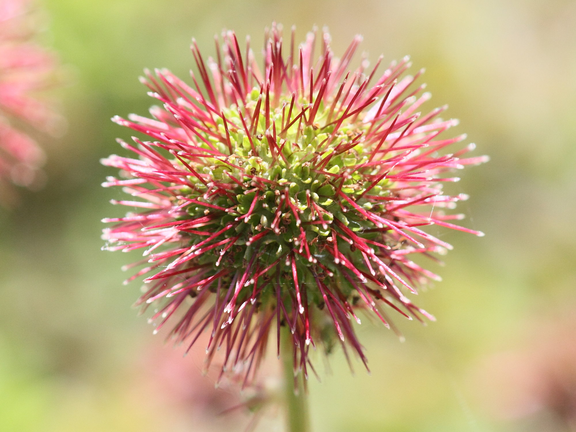 acaena_novae-zelandiae2bd