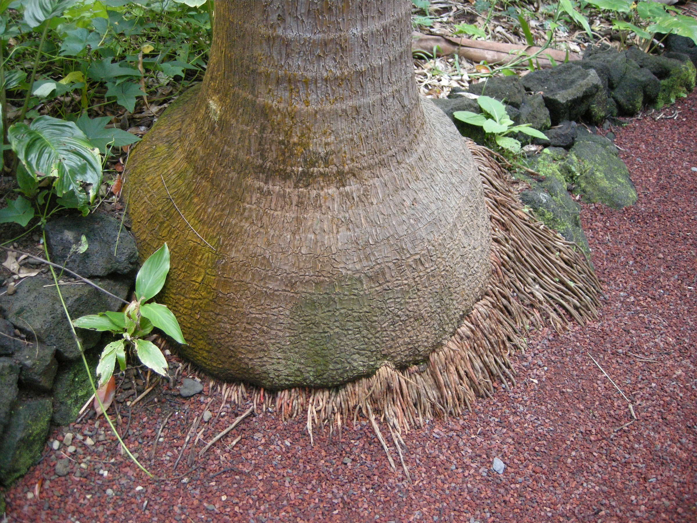 Acanthophoenix_rubra