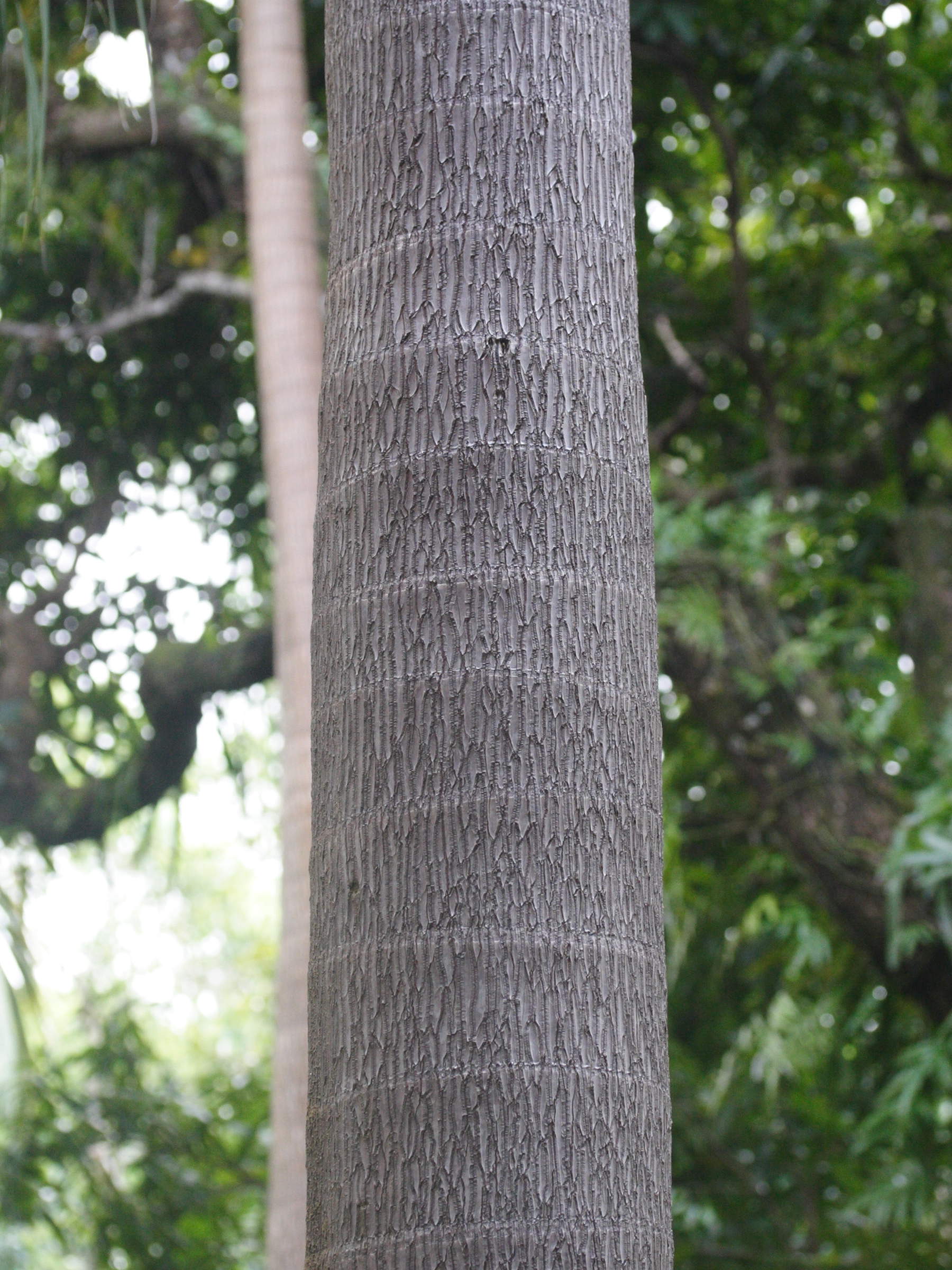 Acanthophoenix_rubra