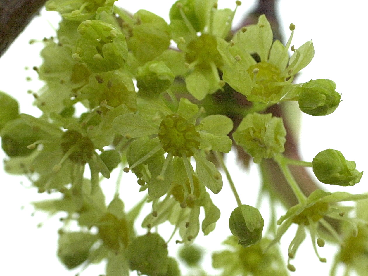 acer_platanoides3md