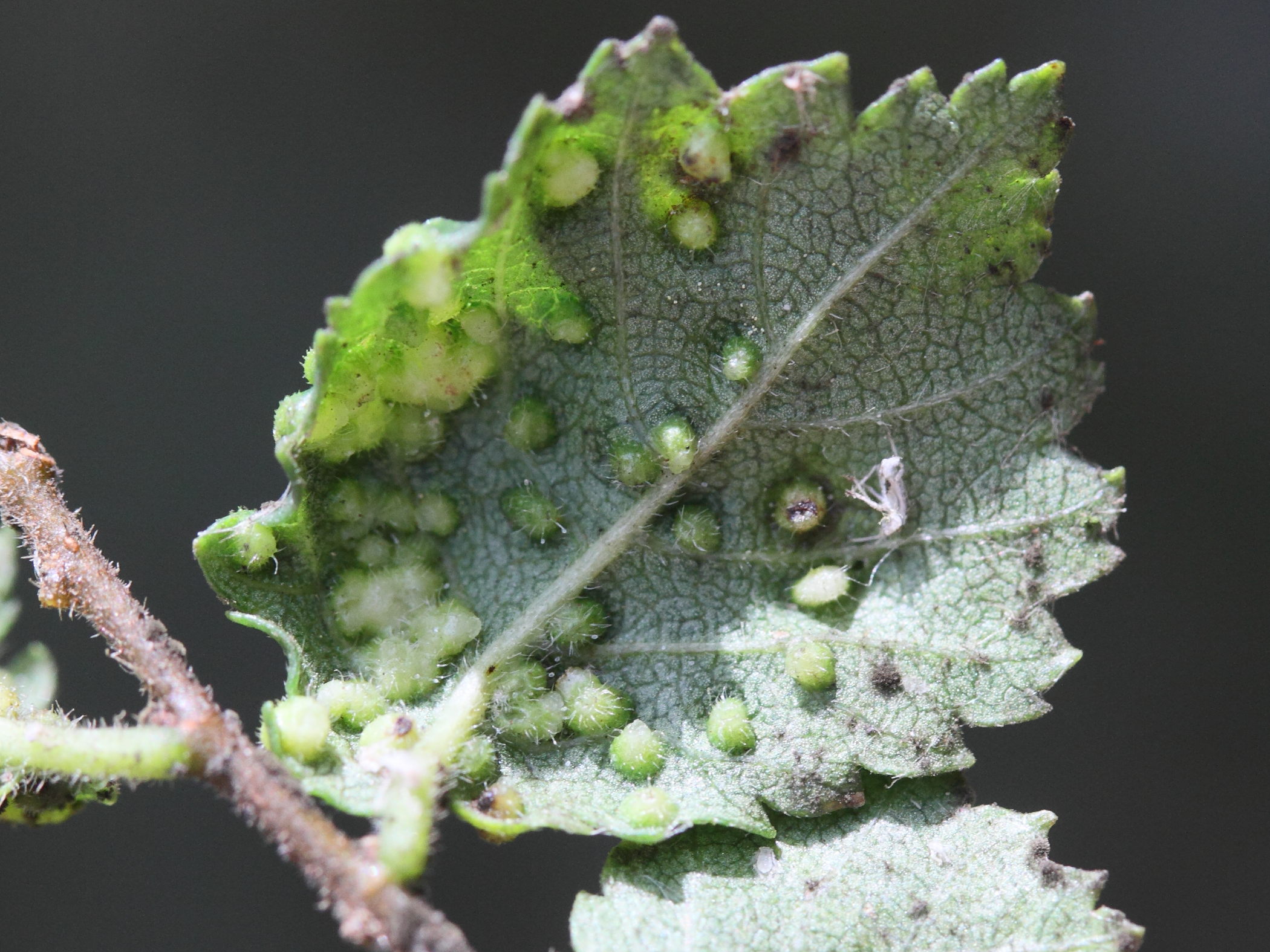 aceria_campestricola_galle2md