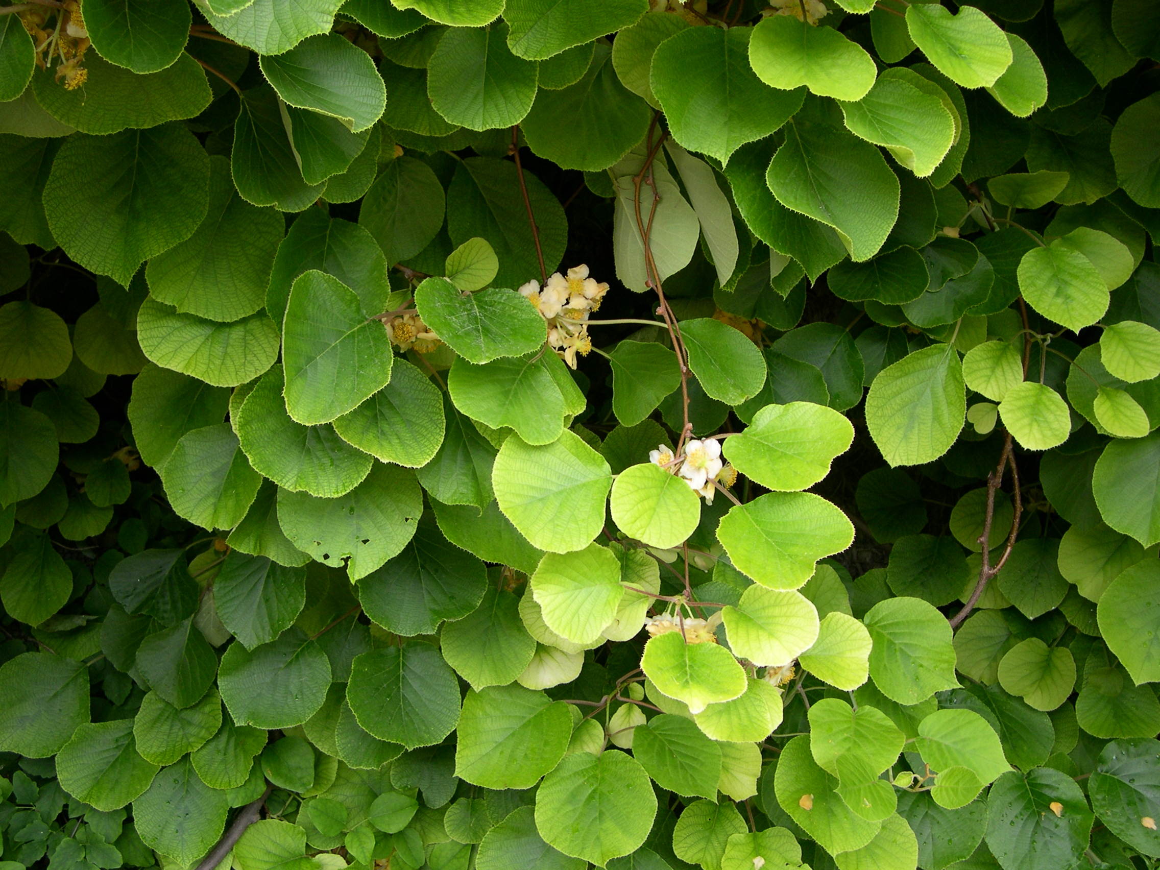 Afficher le média actinidia_deliciosa3md actinidia_deliciosa3md