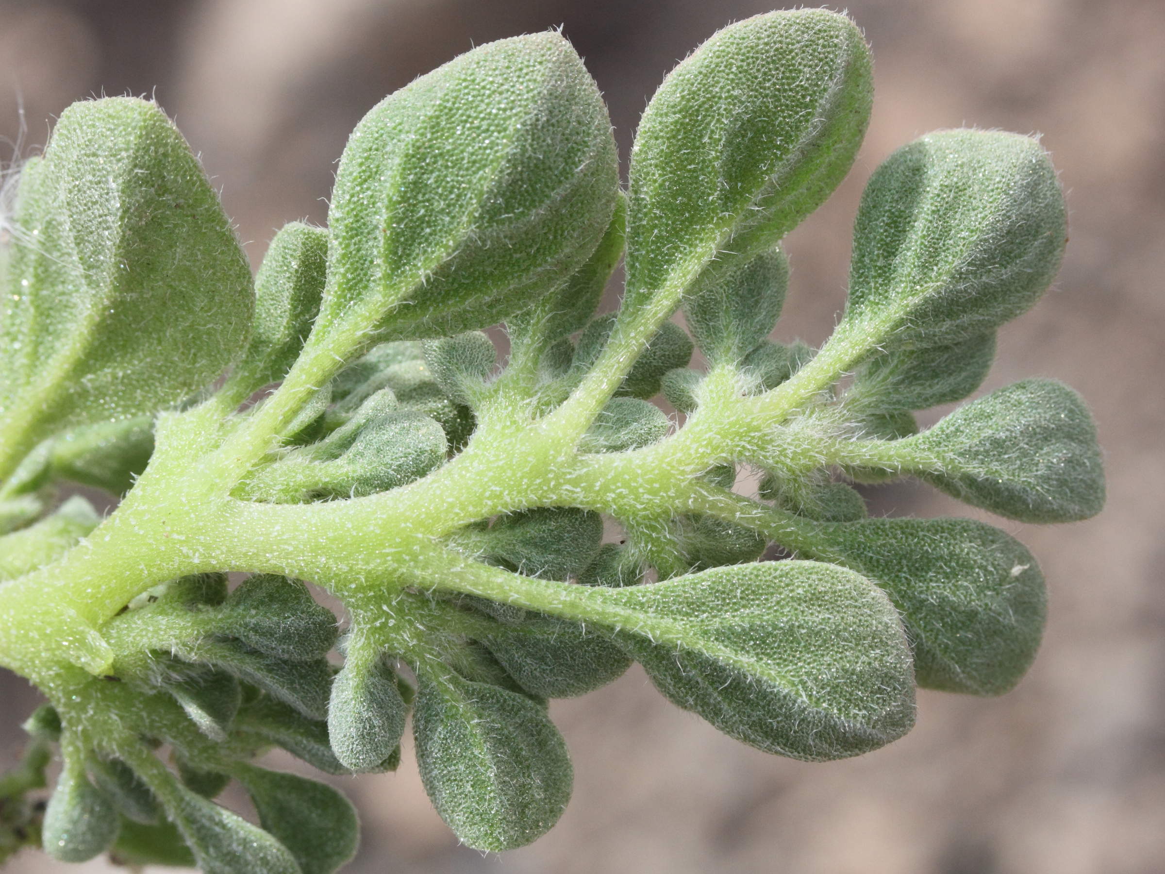 aizoon_canariense6md