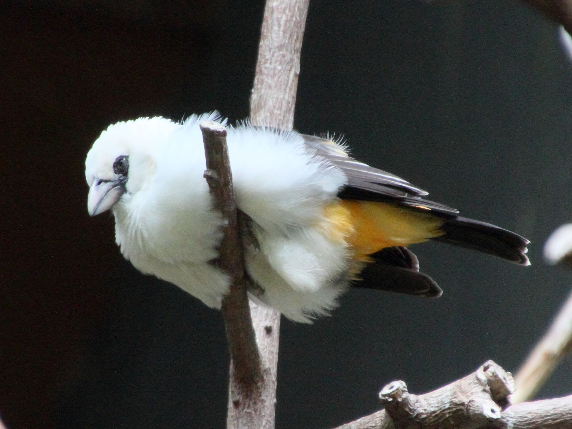 alecto_a_tete_blanche_-_dinemellia_dinemelli_3md